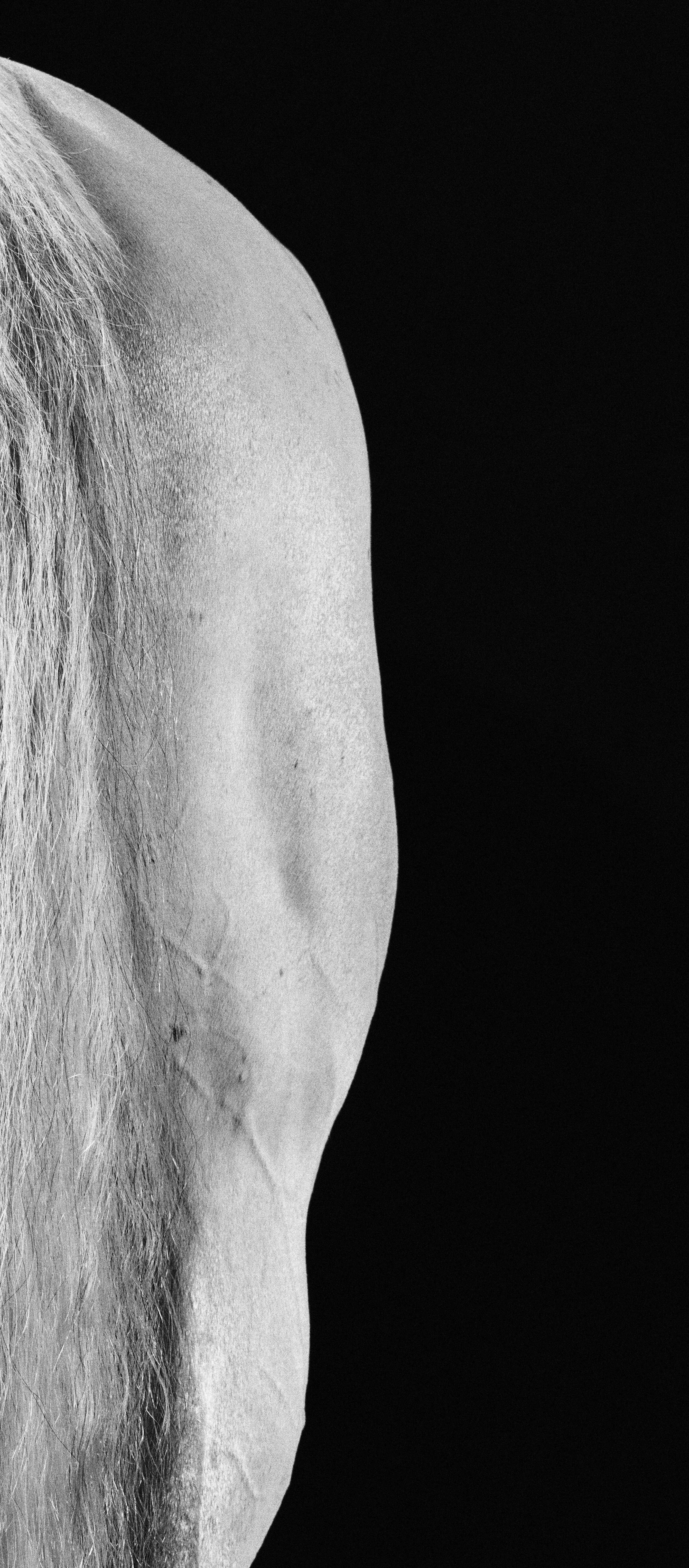 Carilot Tail – Schwarz-Weiß-Porträt eines Pferdes in limitierter Auflage 2015 (Zeitgenössisch), Photograph, von Juan Lamarca