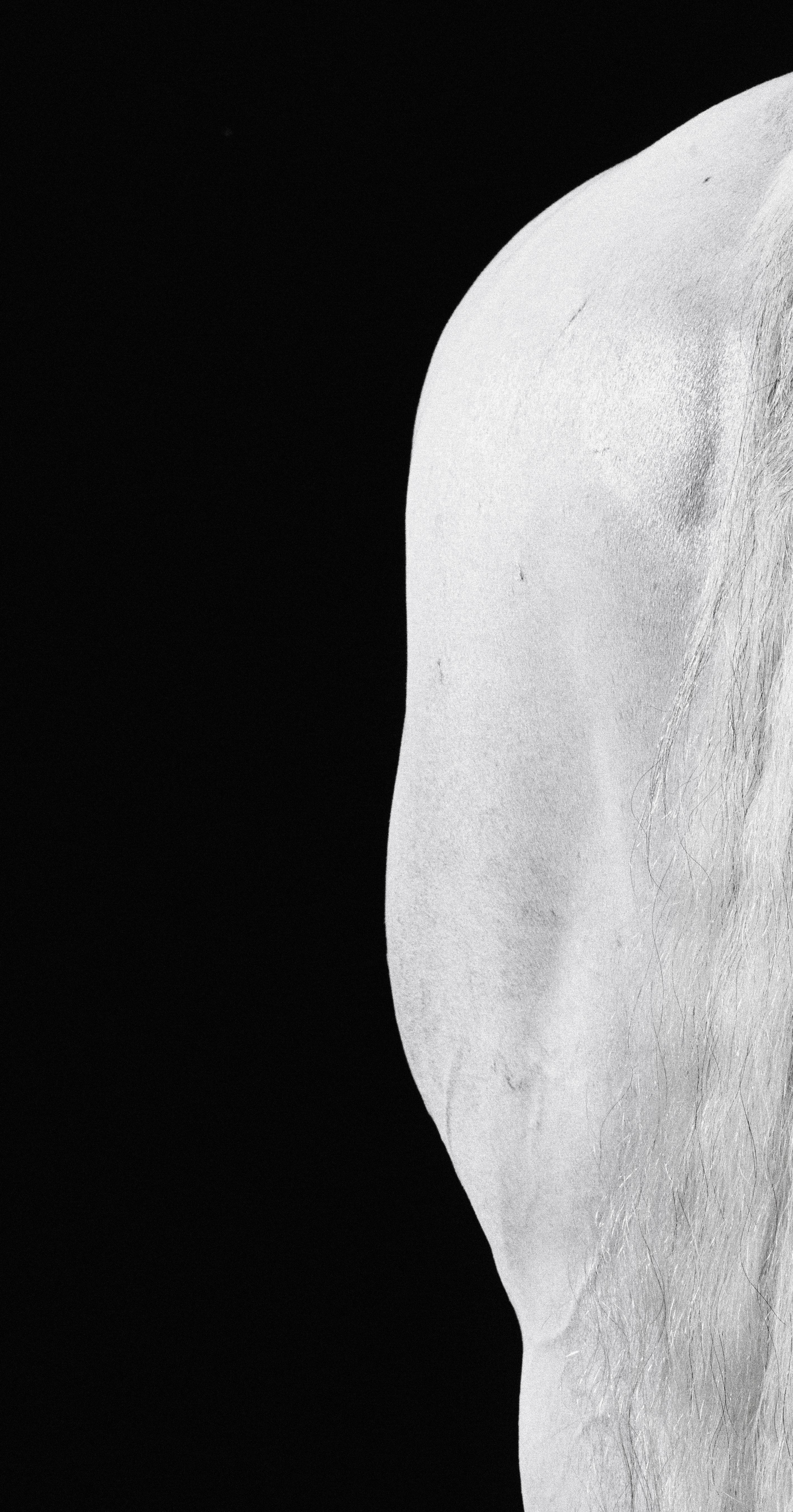 Carilot Tail – Schwarz-Weiß-Porträt eines Pferdes in limitierter Auflage 2015 im Angebot 1