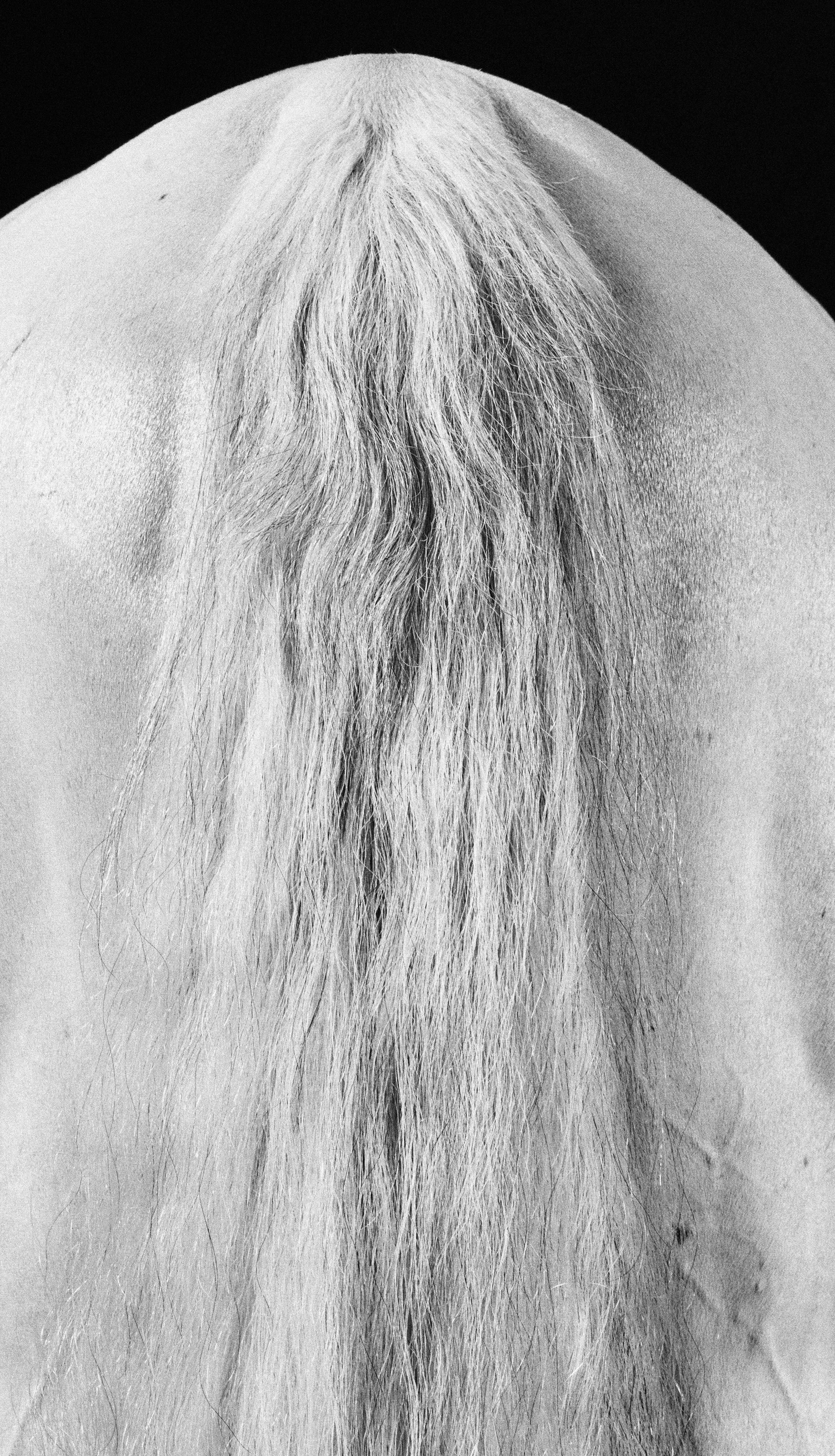 Carilot Tail – Schwarz-Weiß-Porträt eines Pferdes in limitierter Auflage 2015 im Angebot 2