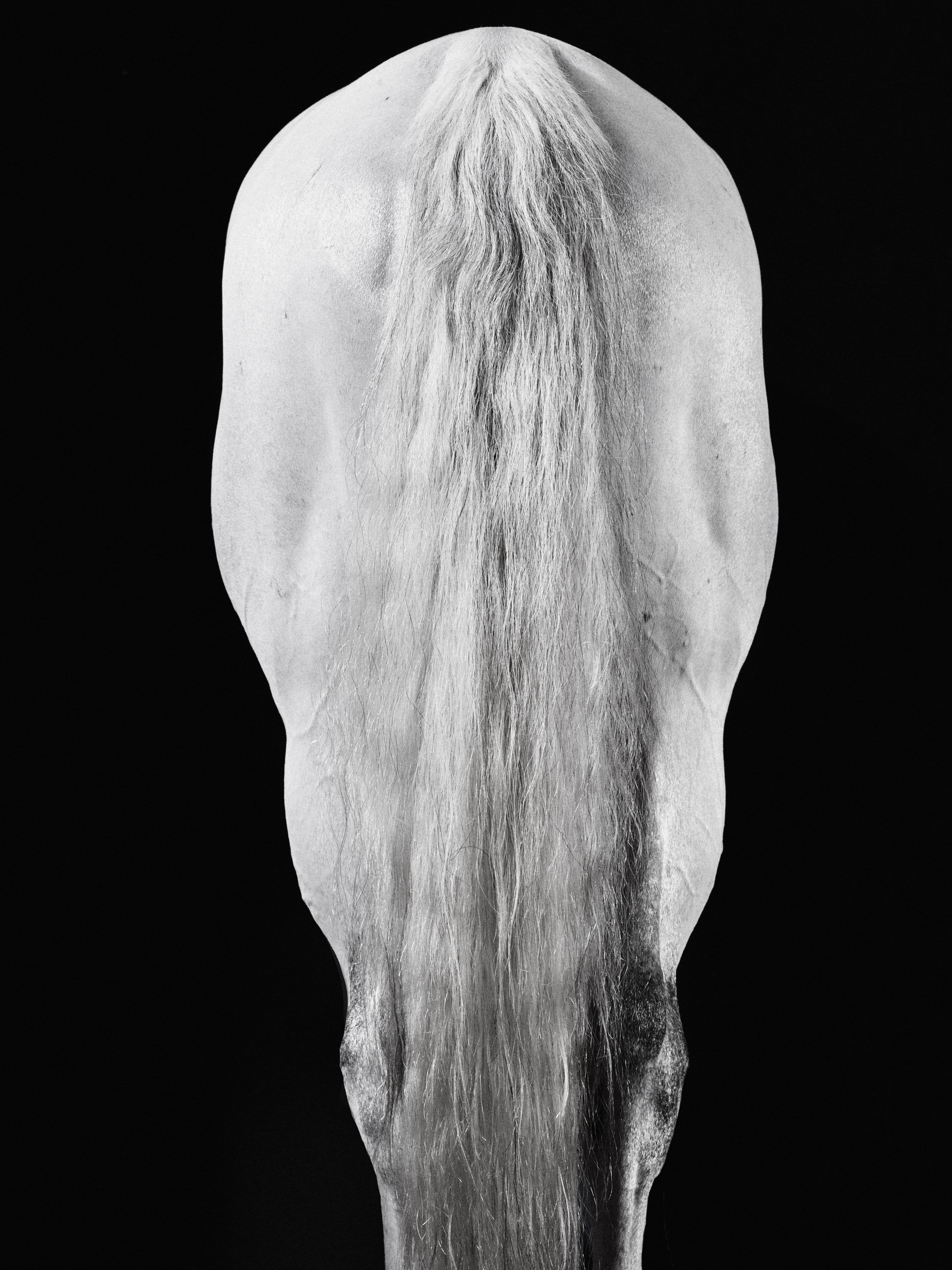 Carilot Tail – Schwarz-Weiß-Porträt eines Pferdes in limitierter Auflage 2015 – Photograph von Juan Lamarca