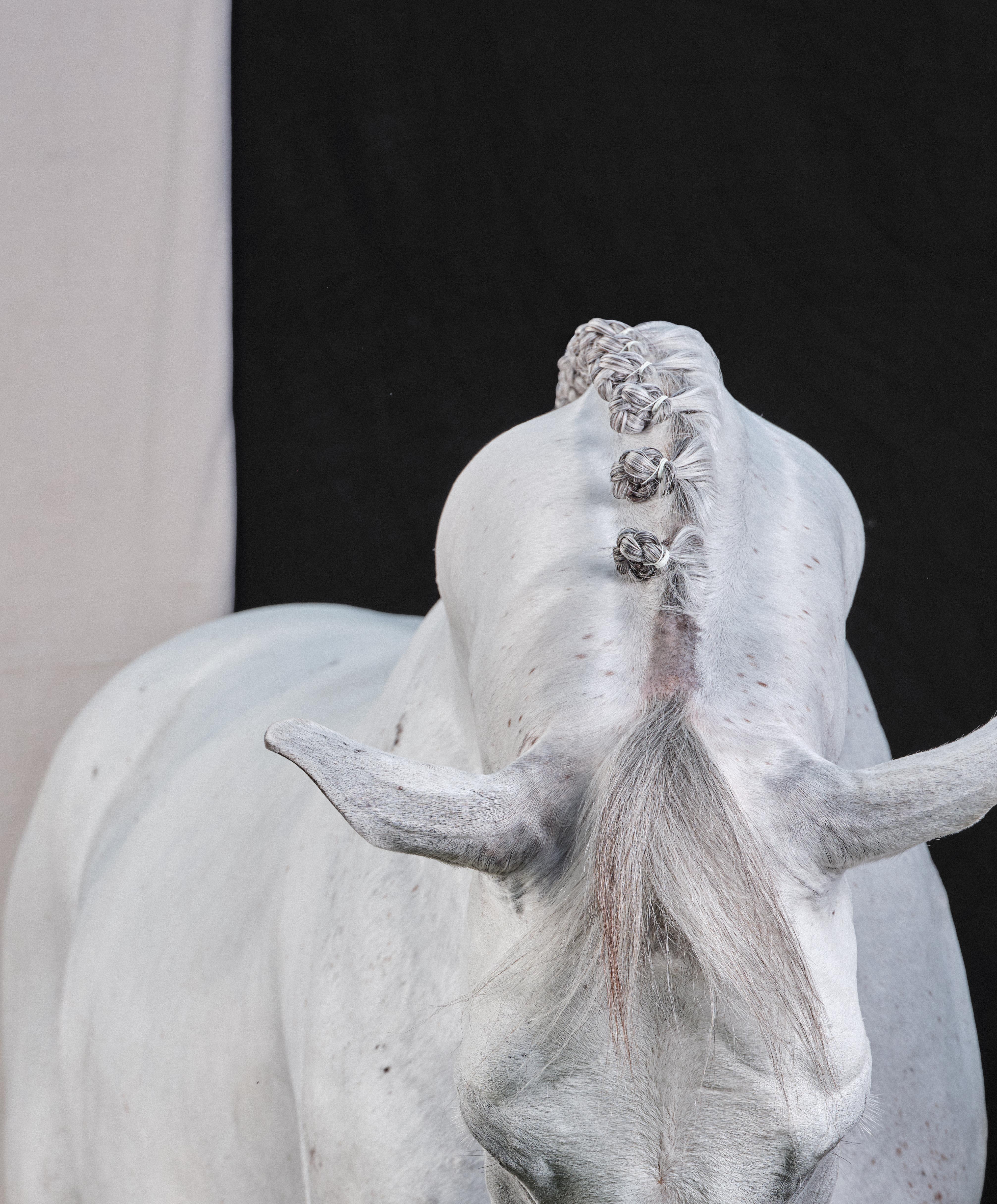 Casper - Portrait de cheval en édition limitée, B&W 2019 - Contemporain Photograph par Juan Lamarca
