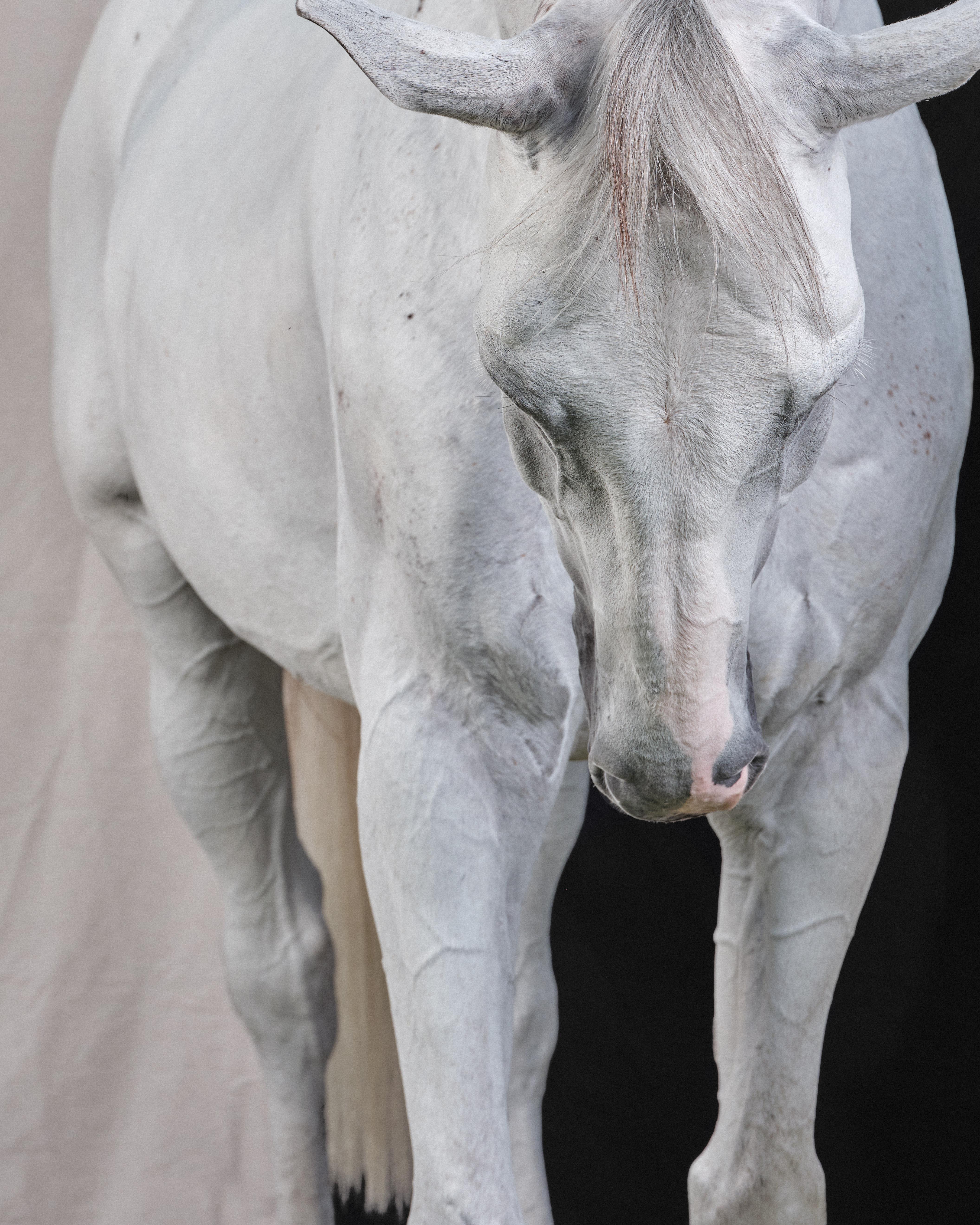 Casper - B&W Limited Edition Horse Portrait 2019 - Contemporary Photograph by Juan Lamarca