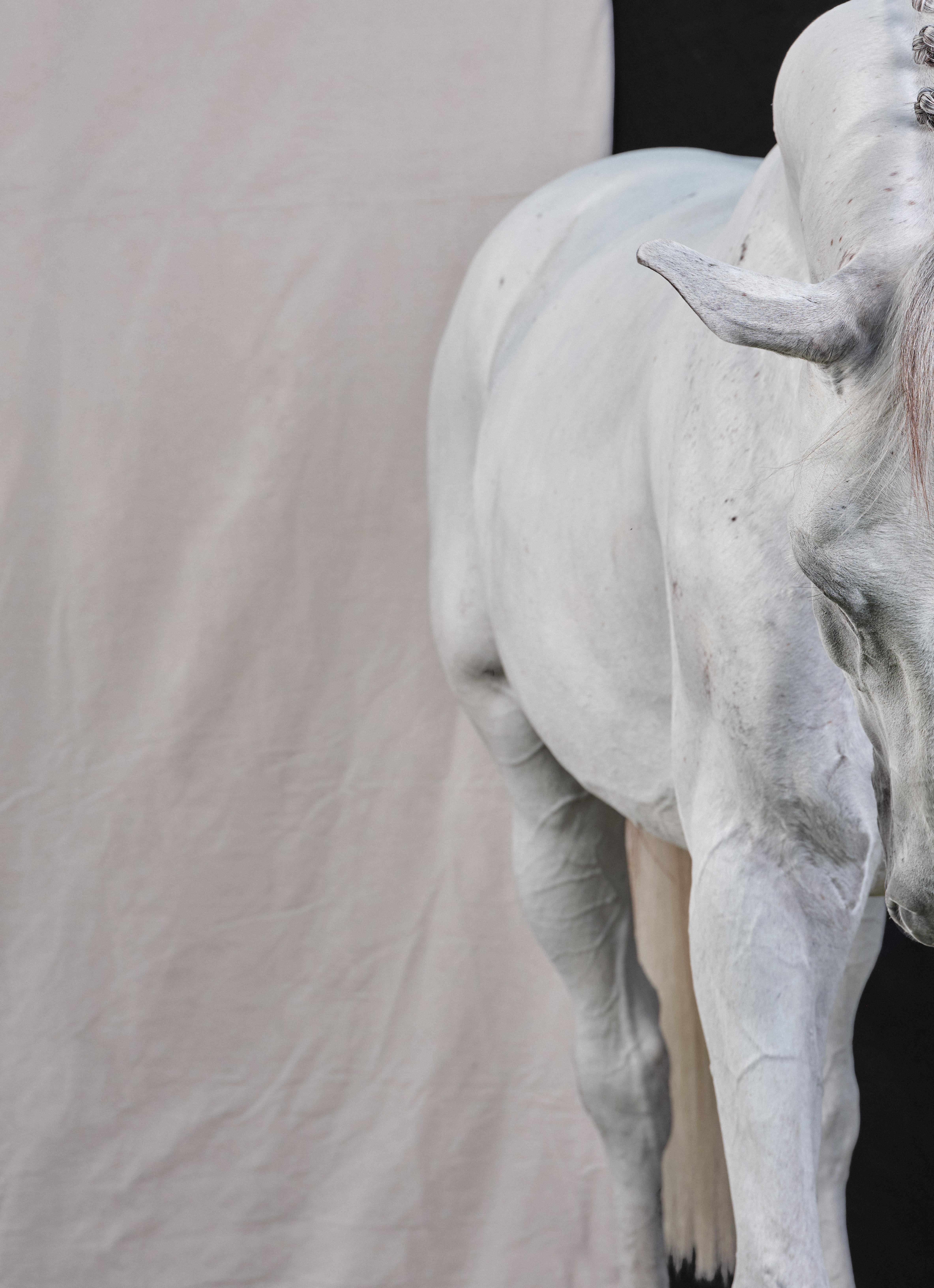 Casper, 2019 by Juan Lamarca
Fine art archival cotton paper
Image size: 40 x 30 inches
Edition 2 of 10 plus 2 AP
Unframed

Juan Lamarca's Horse Series, is an abstract collection of photographs featuring high performance horses. The images seek to