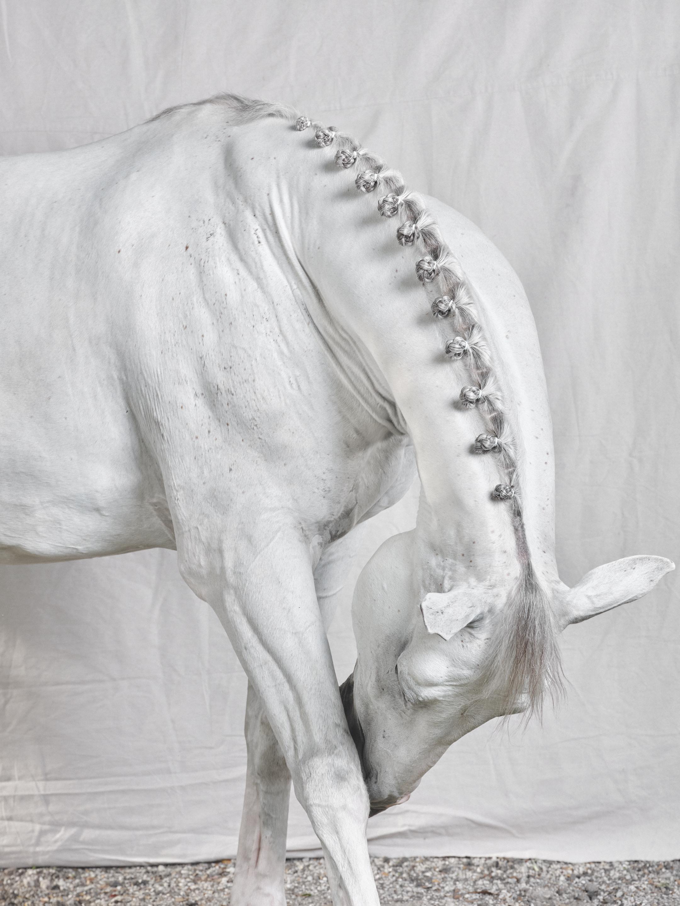 Casper on White - B&W Limited Edition Horse Portrait 2019 - Photograph by Juan Lamarca