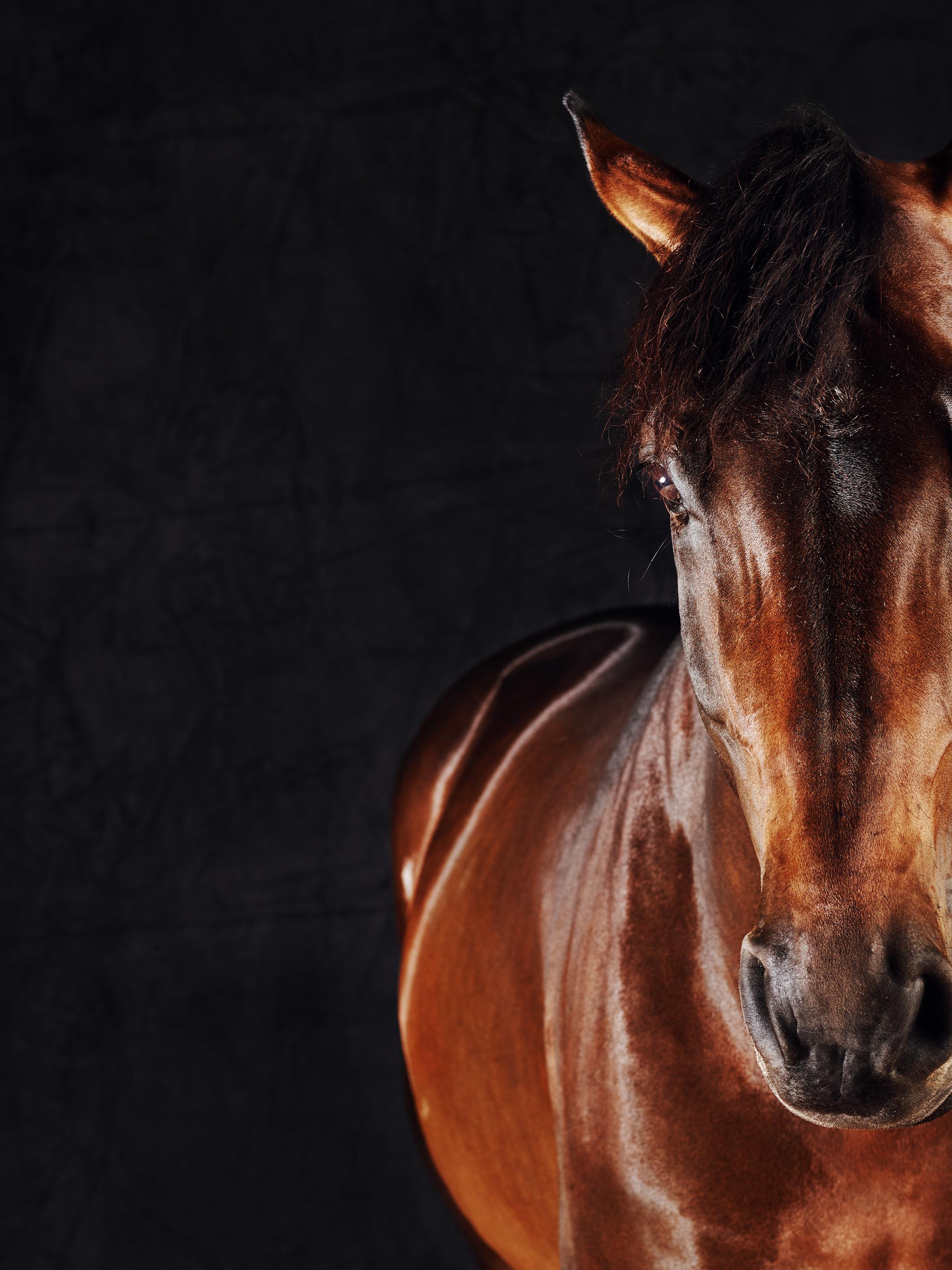 Dusty Face - Full Color Limited Edition Horse Portrait 2016 - Photograph by Juan Lamarca