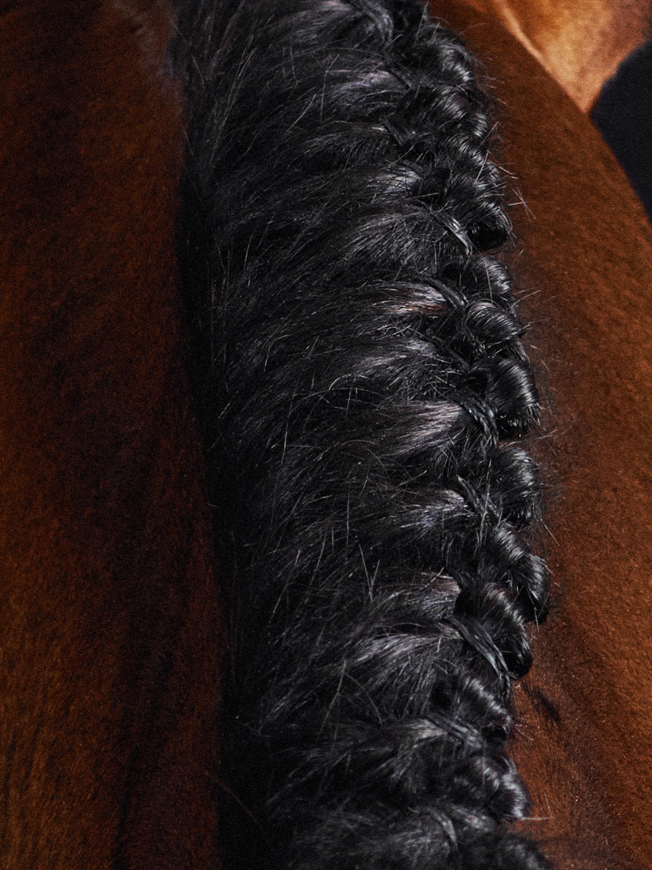 Lamerick I - Full Color Limited Edition Horse Portrait - Photograph by Juan Lamarca