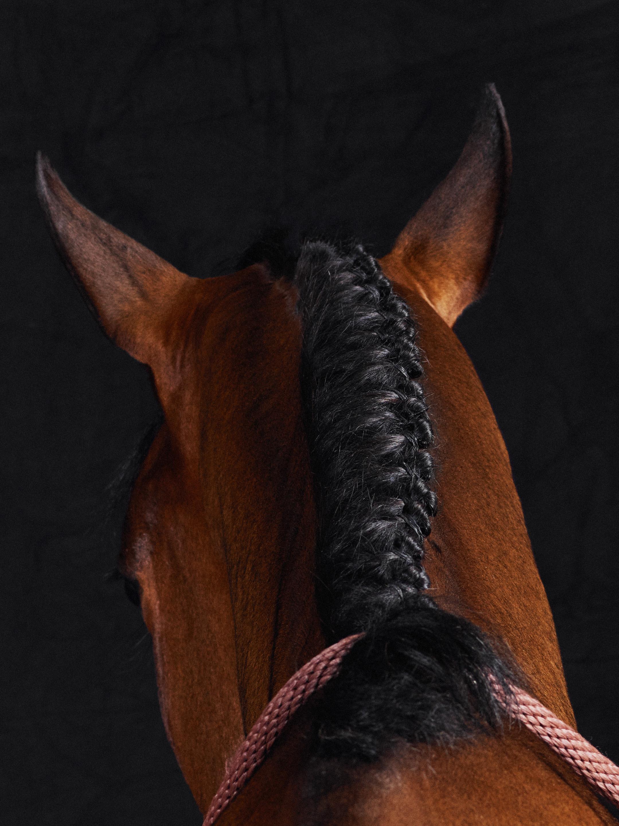 Lamerick I – Pferdeporträt in voller Farbe, limitierte Auflage (Zeitgenössisch), Photograph, von Juan Lamarca