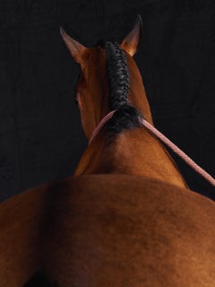 Lamerick I - Portrait de cheval en couleur en édition limitée