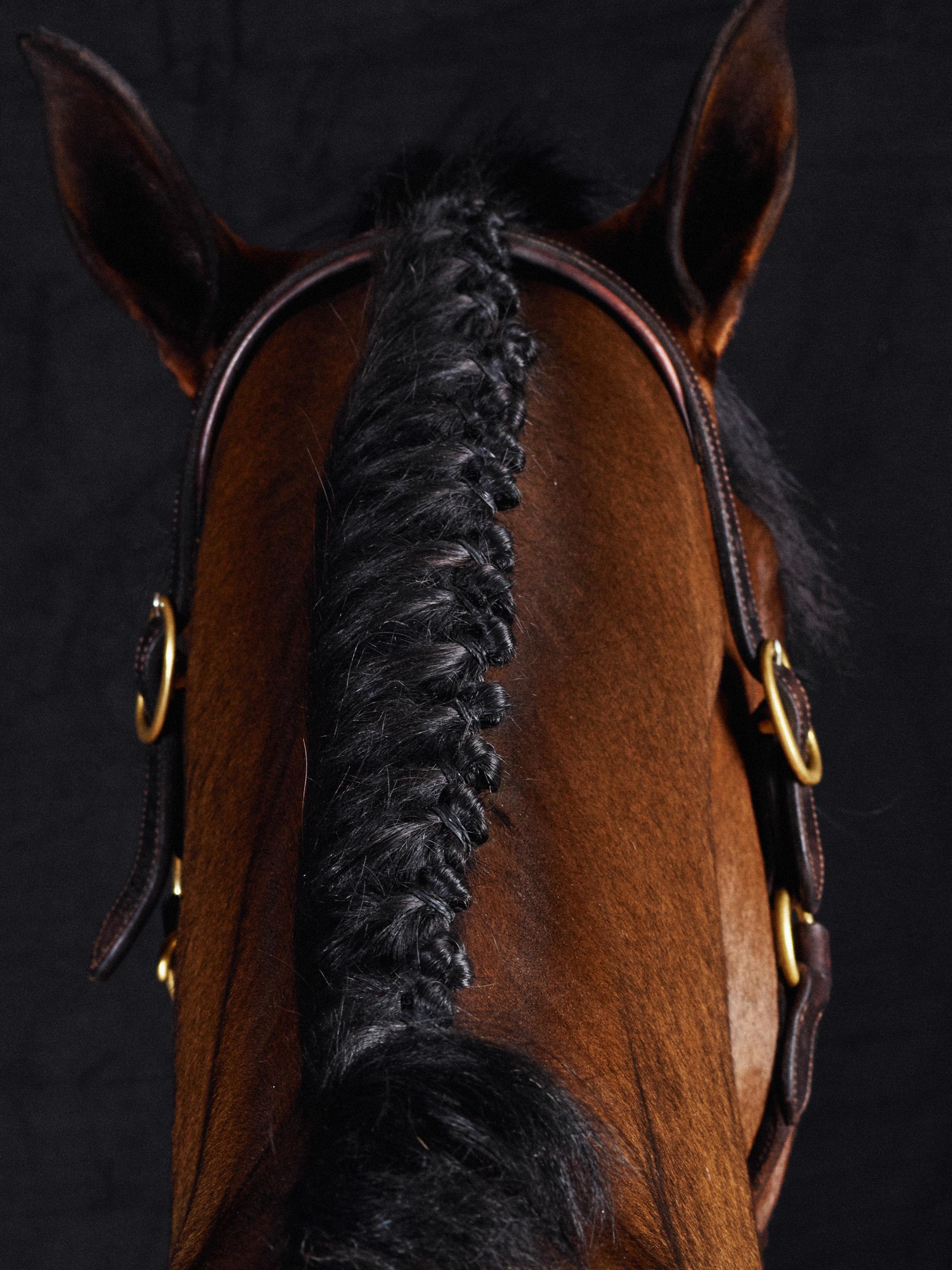 Lamerick II - Full Color Limited Edition Horse Portrait 2015 - Photograph by Juan Lamarca