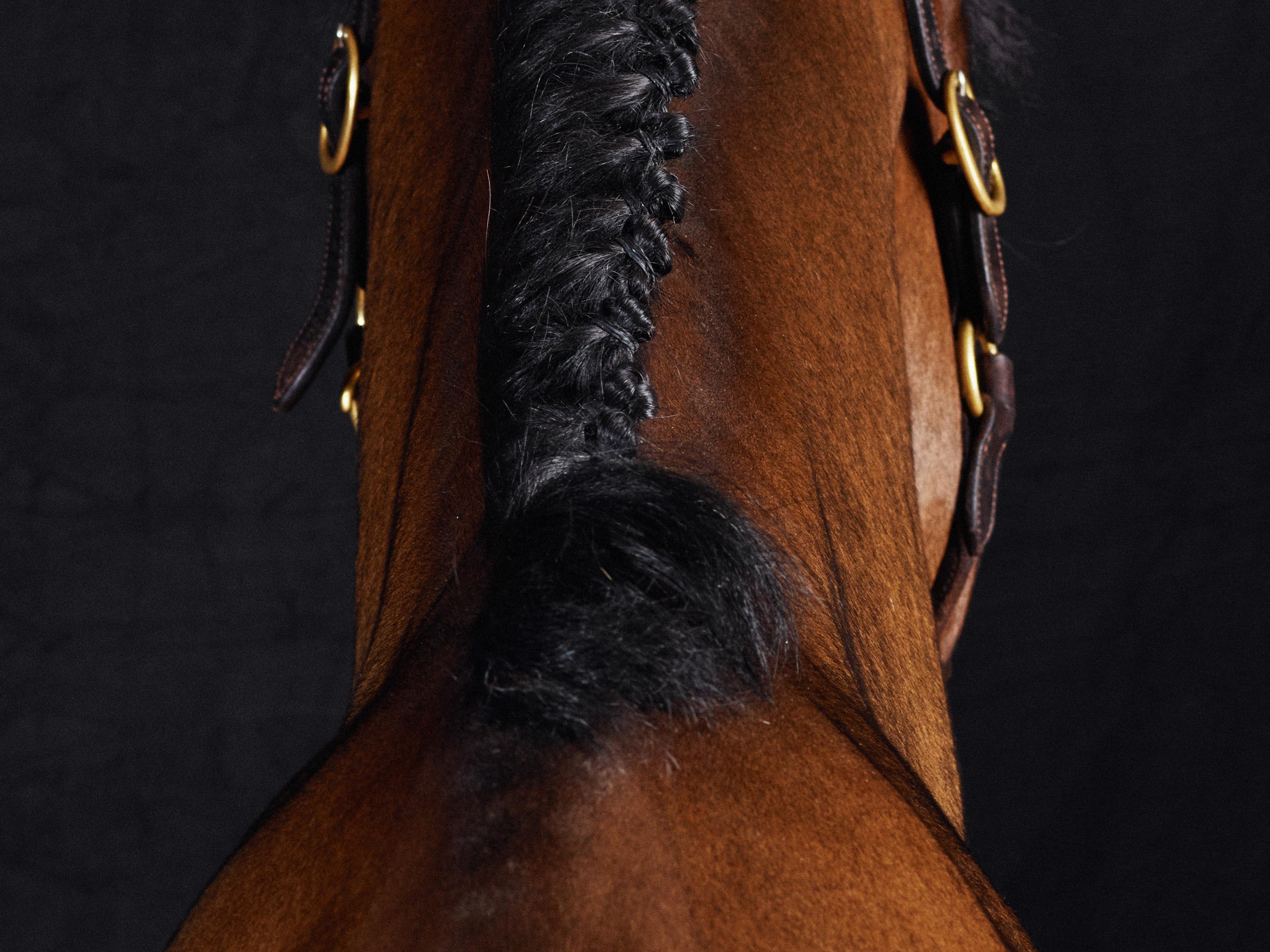 Lamerick II - Full Color Limited Edition Horse Portrait 2015 - Contemporary Photograph by Juan Lamarca