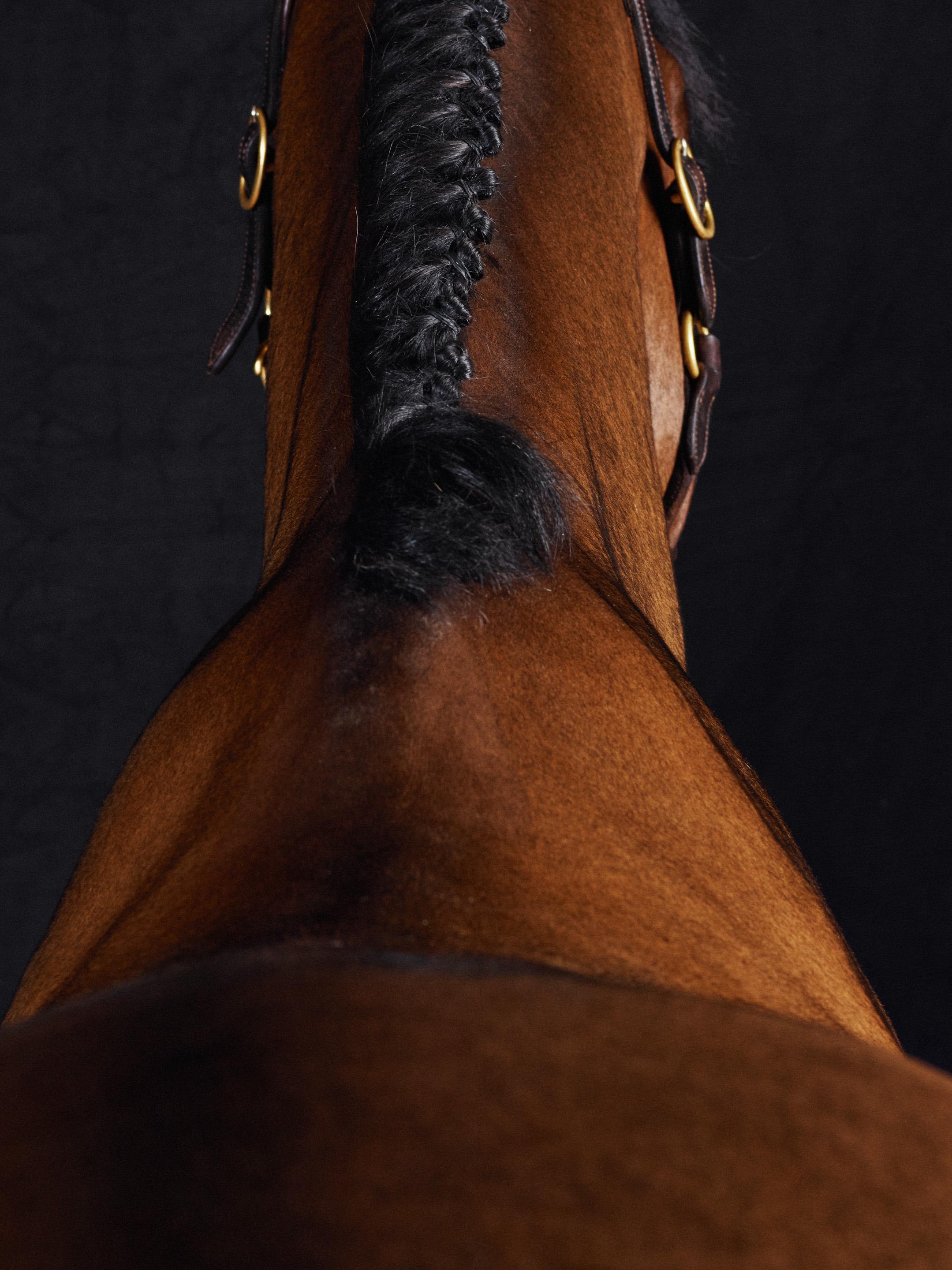 Lamerick II – Pferdeporträt in voller Farbe, limitierte Auflage 2015 (Schwarz), Abstract Photograph, von Juan Lamarca