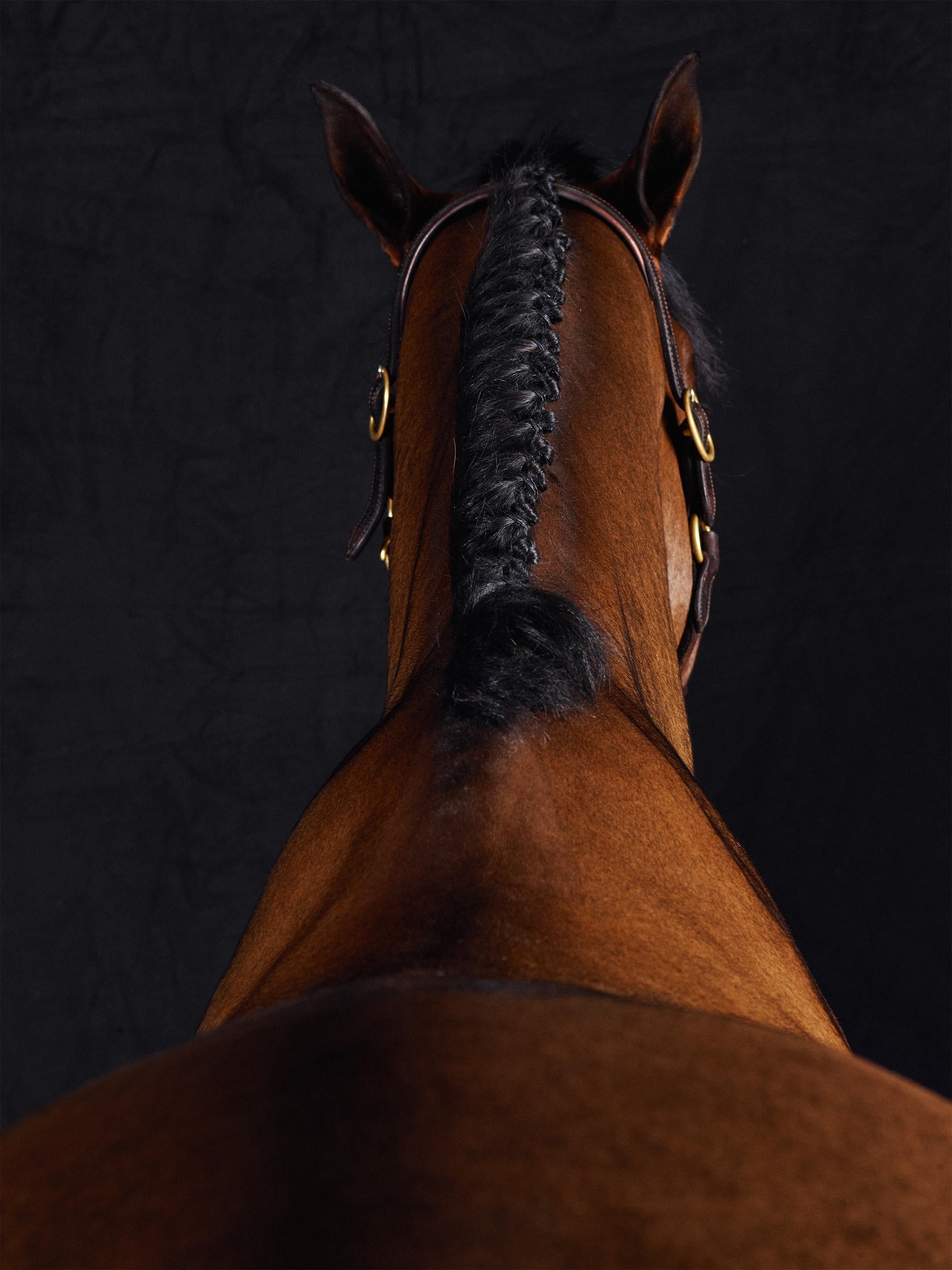 Juan Lamarca Abstract Photograph - Lamerick II - Full Color Limited Edition Horse Portrait 2015
