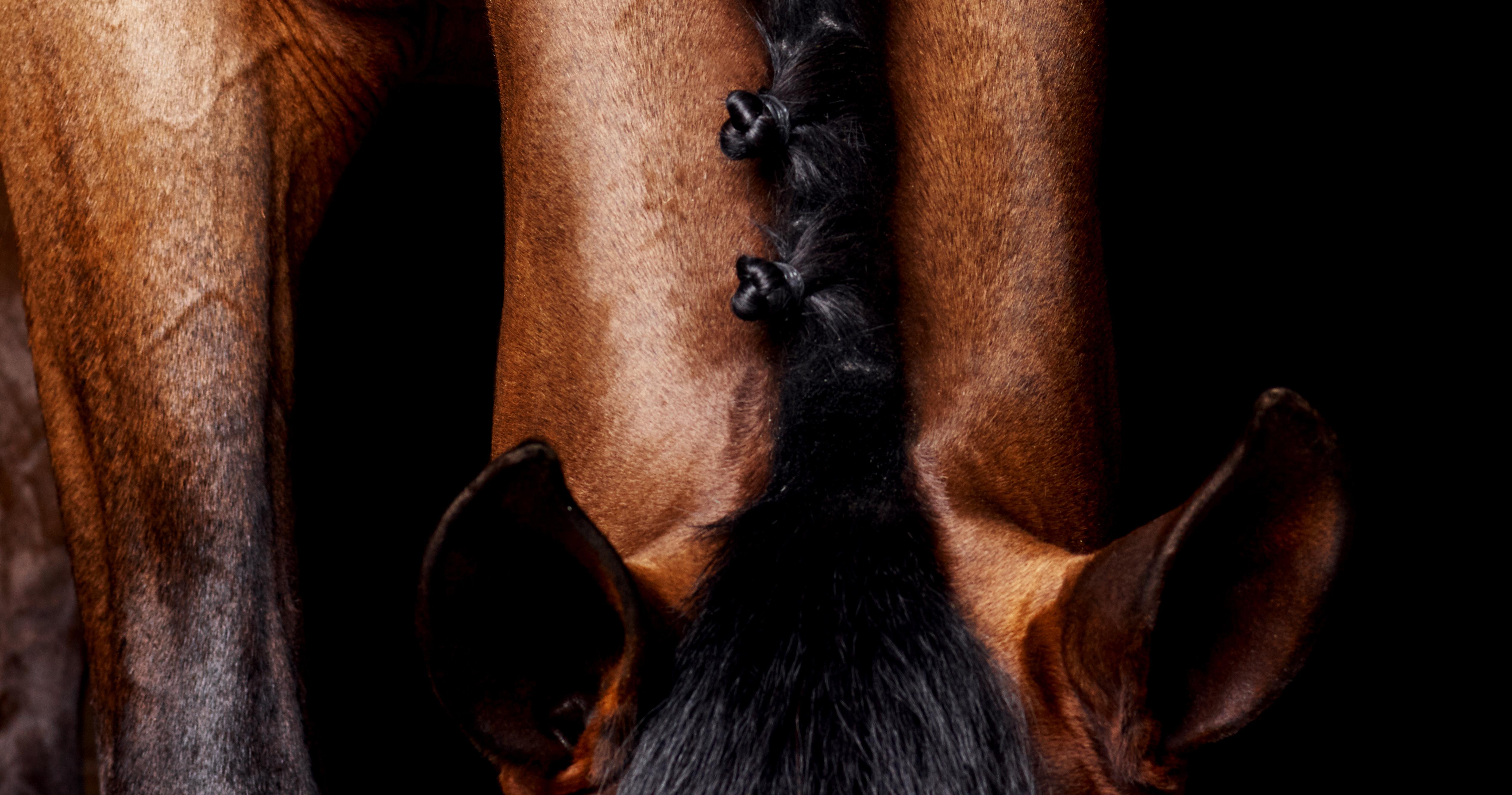 Lamerick-Hals  2015 von Juan Lamarca
Hochwertiges archivfestes Baumwollpapier
Bildgröße: 40 x 30 Zoll
Ausgabe 1 von 10 plus 2 AP
Ungerahmt

Die Horse Series von Juan Lamarca ist eine abstrakte Sammlung von Fotografien, die Hochleistungspferde