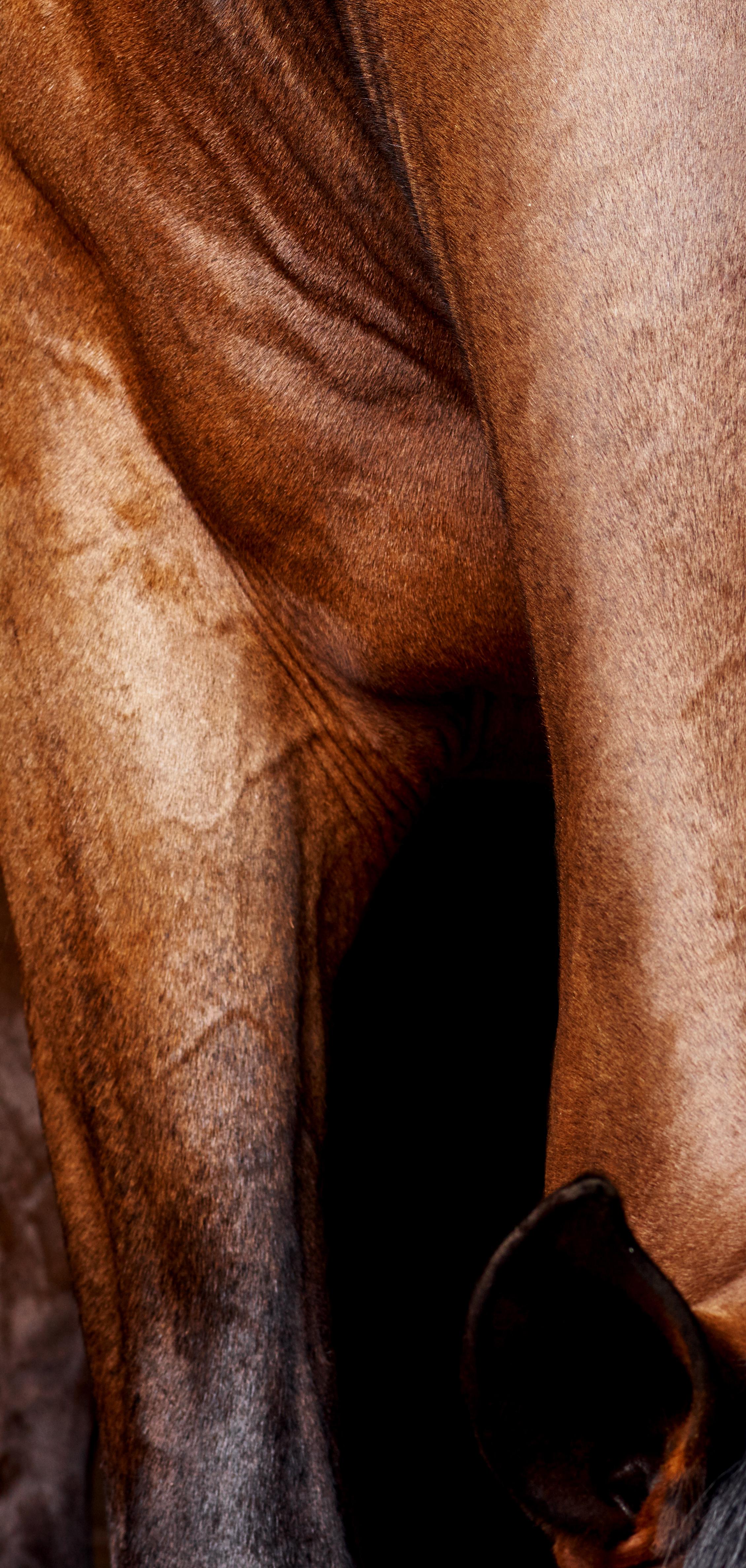 Lamerick Neck - Vollfarbiges Pferdeporträt in limitierter Auflage 2015 im Angebot 1