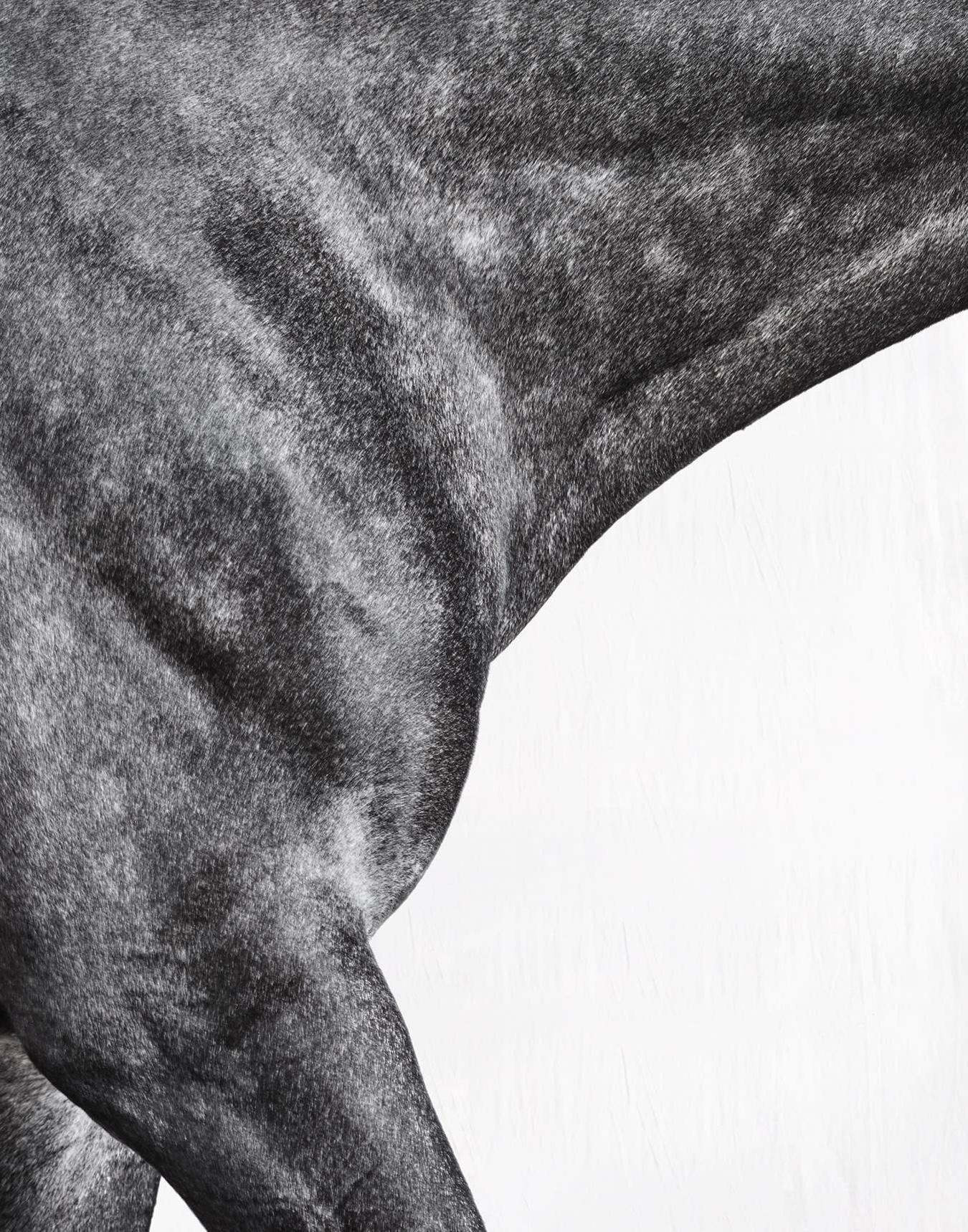 Optimist I - Portrait de cheval en noir et blanc en édition limitée, 2015 - Contemporain Photograph par Juan Lamarca