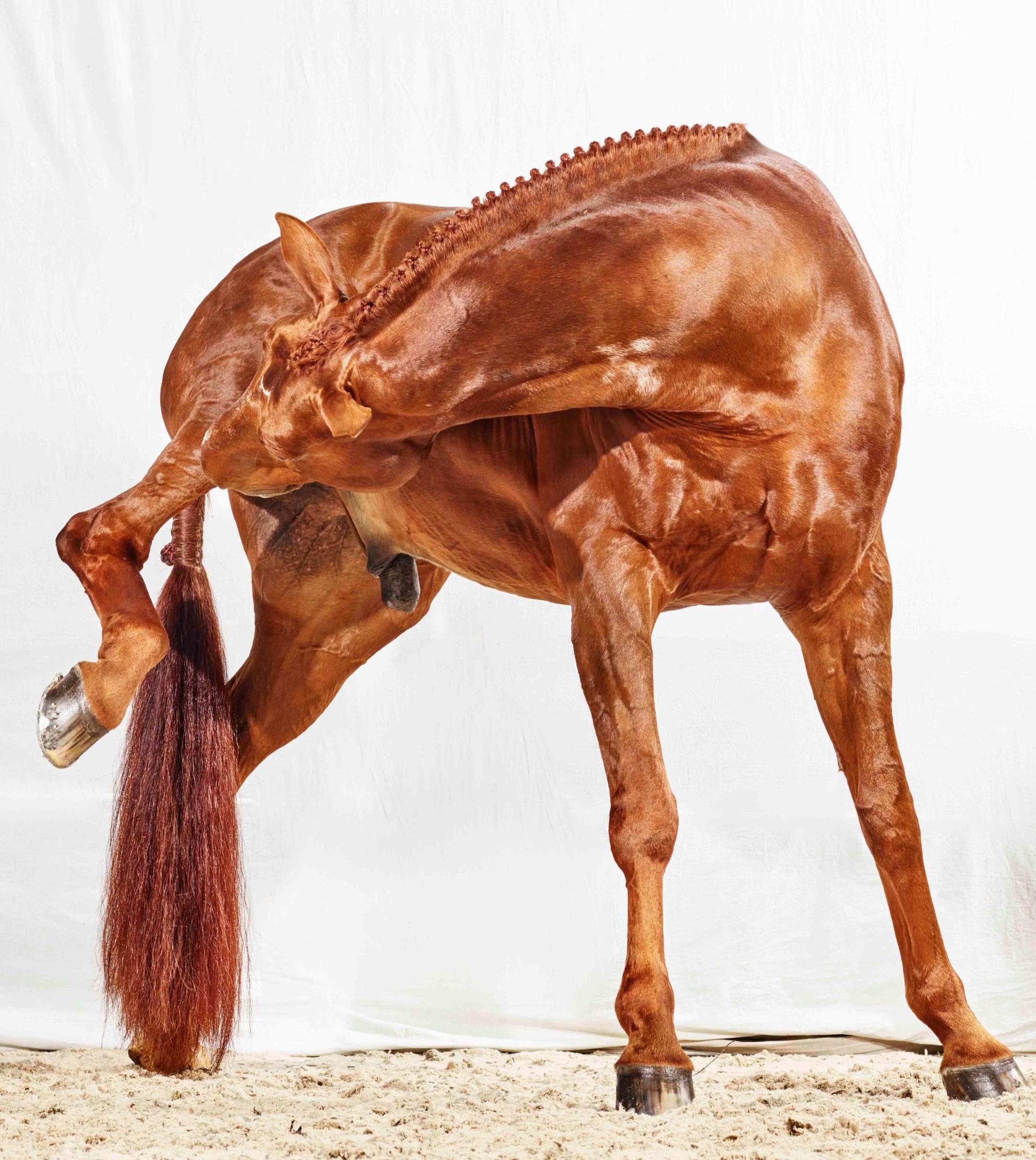 Raymond has an Itch – Vollfarbiges Pferdeporträt in limitierter Auflage 2016 (Zeitgenössisch), Photograph, von Juan Lamarca