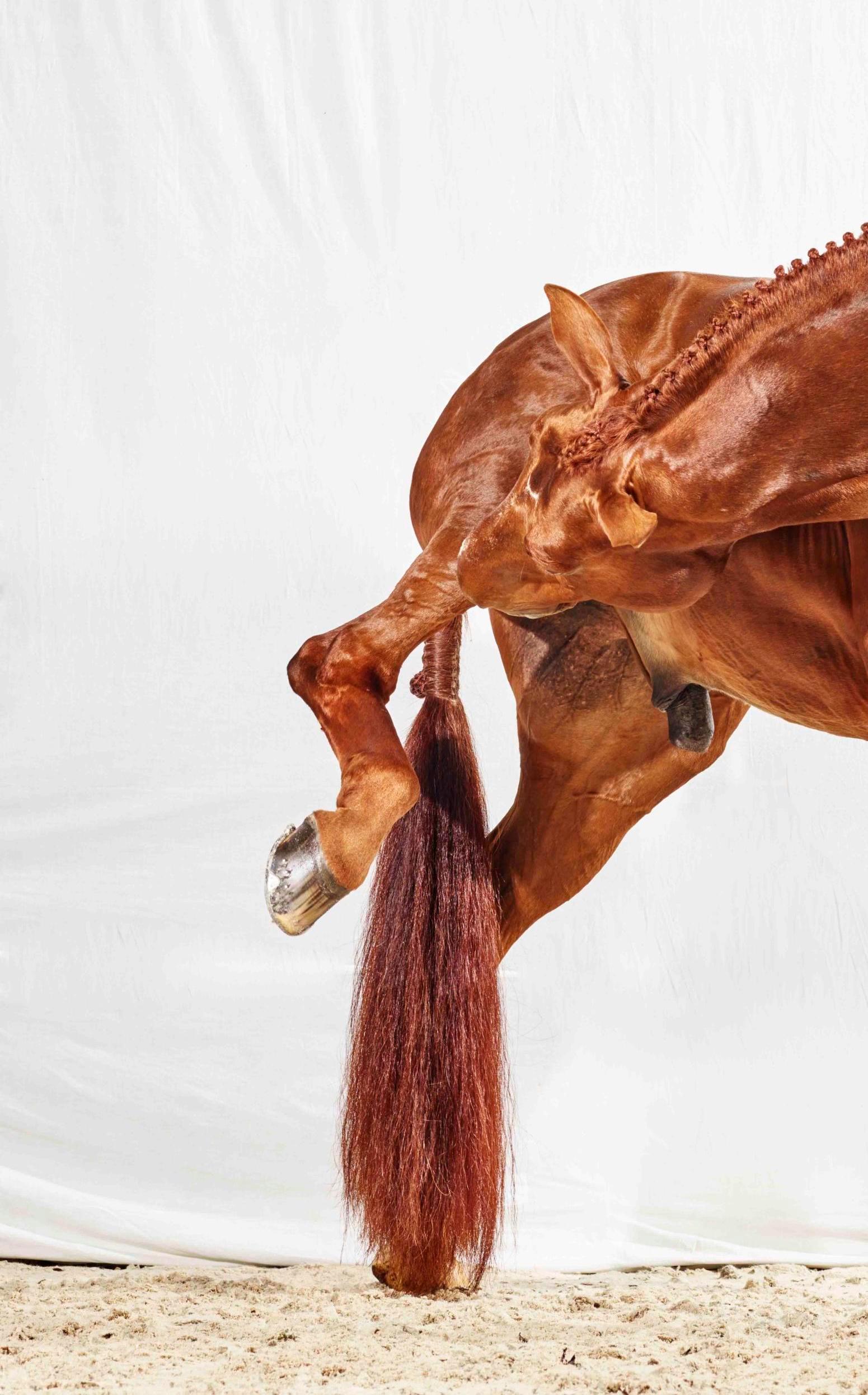 Raymond hat ein Jucken, 2016 von Juan Lamarca
Hochwertiges archivfestes Baumwollpapier
Bildgröße: 40 x 30 Zoll
Ausgabe 2 von 10 plus 2 AP
Ungerahmt

Die Horse Series von Juan Lamarca ist eine abstrakte Sammlung von Fotografien, die