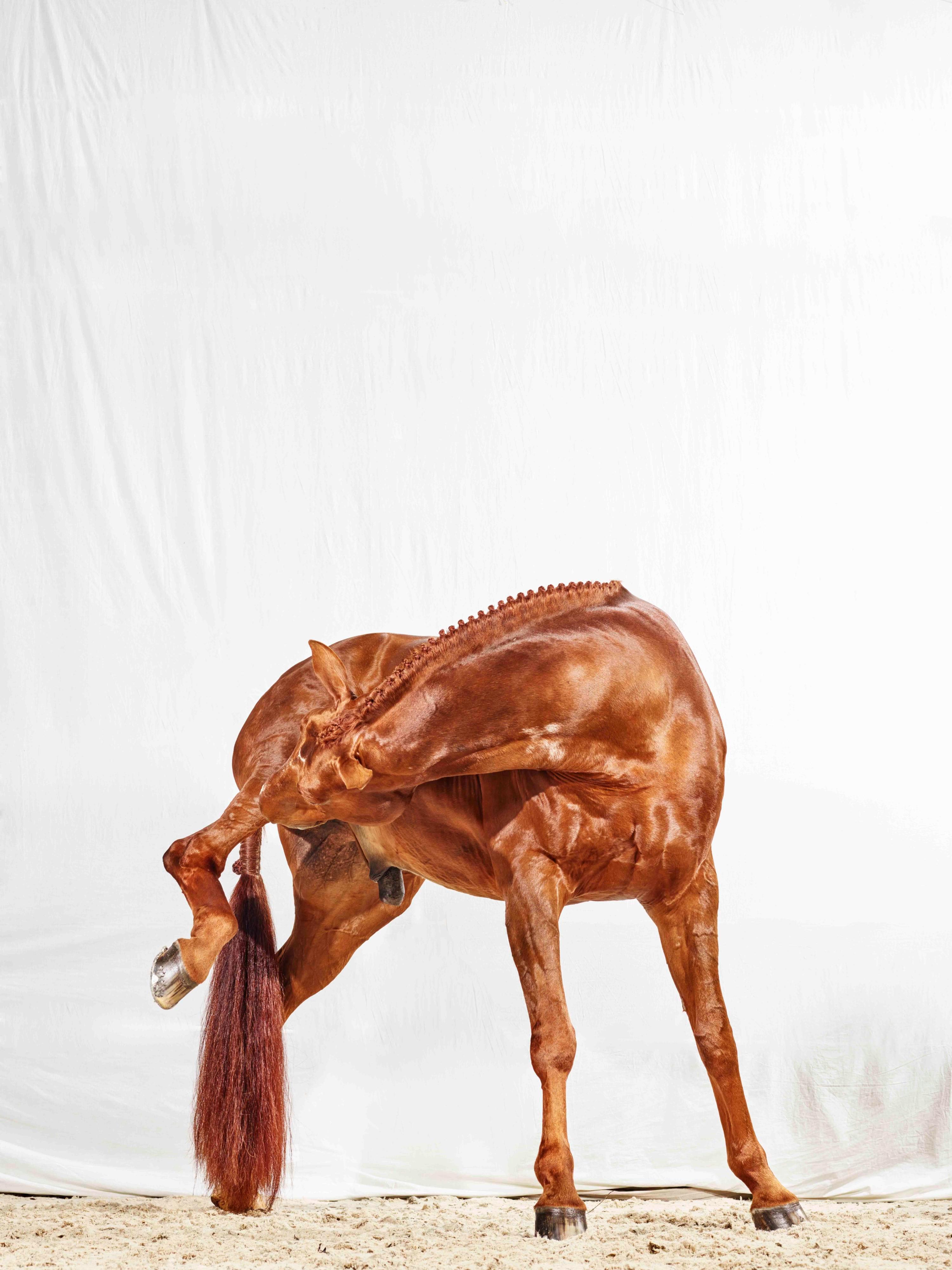 Raymond has an Itch – Vollfarbiges Pferdeporträt in limitierter Auflage 2016 – Photograph von Juan Lamarca