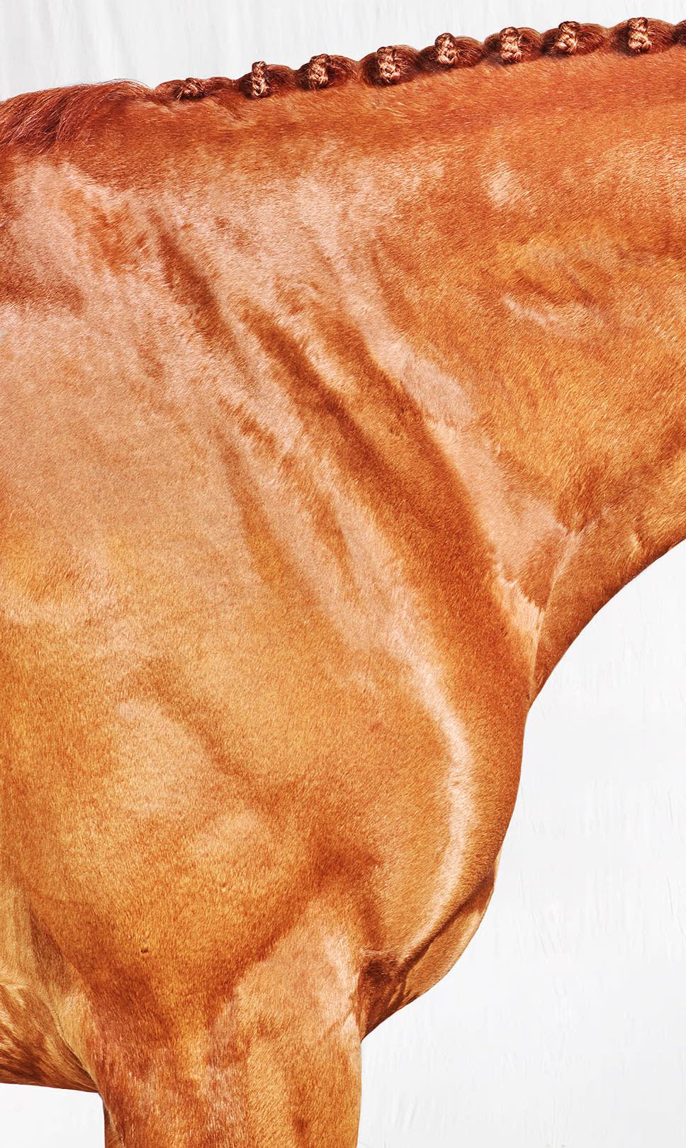 Romy Neck - Vollfarbiges Pferdeporträt in limitierter Auflage 2017 (Zeitgenössisch), Photograph, von Juan Lamarca