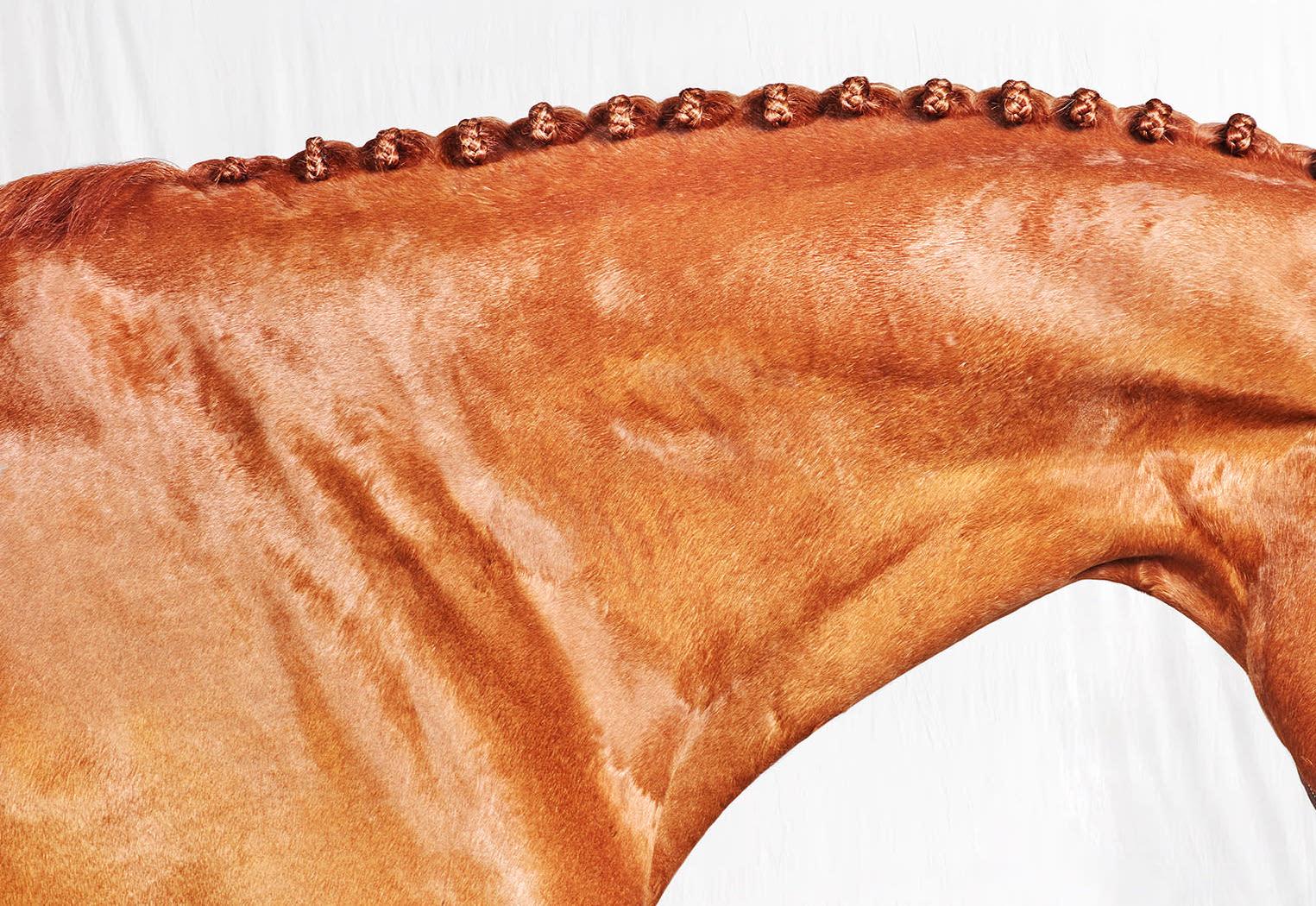 Romi Neck, 2017 von Juan Lamarca
Hochwertiges archivfestes Baumwollpapier
Bildgröße: 40 x 30 Zoll
Ausgabe 1 von 10 plus 2 AP
Ungerahmt

Die Horse Series von Juan Lamarca ist eine abstrakte Sammlung von Fotografien, die Hochleistungspferde zeigen.