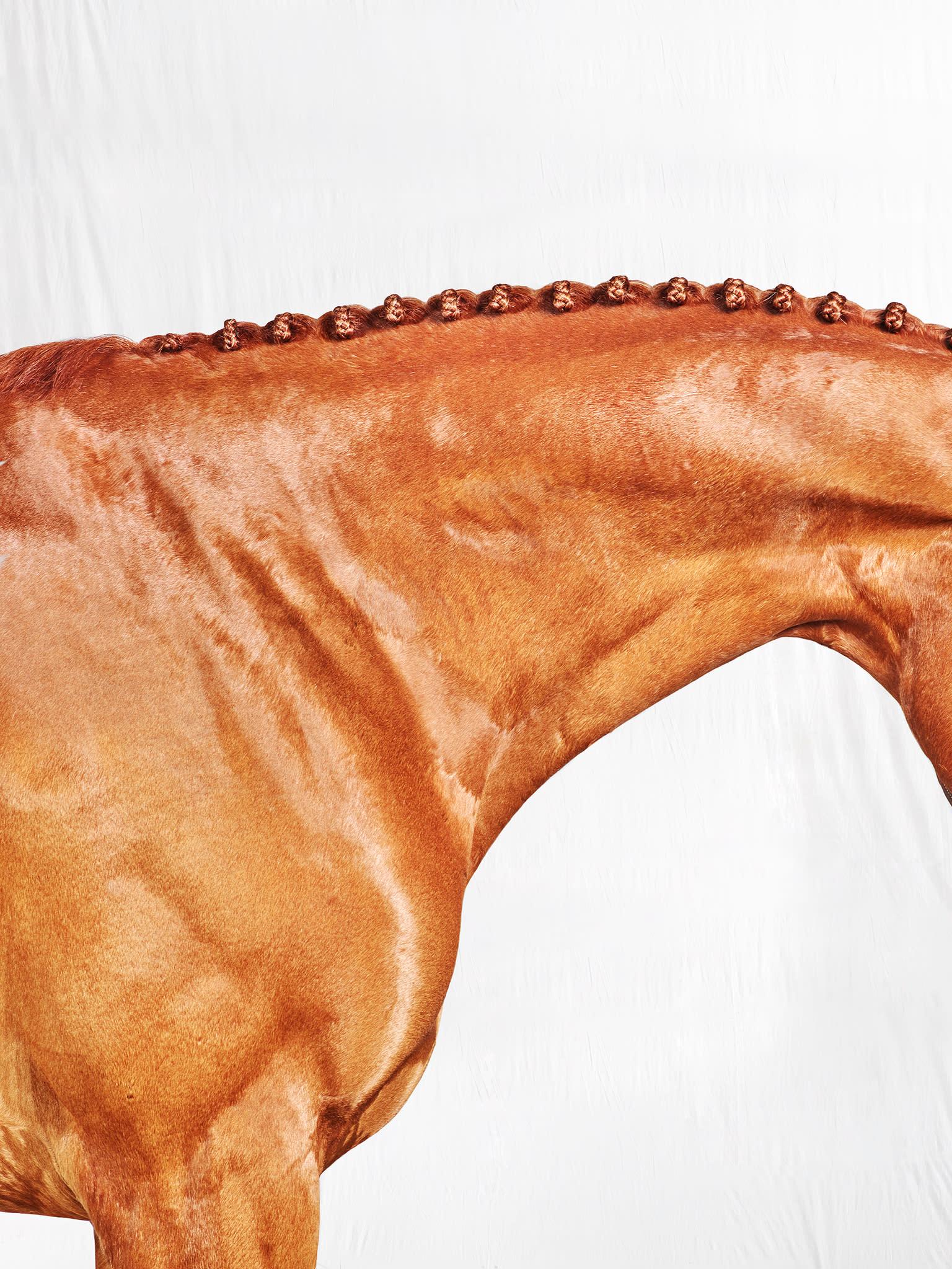 Romy Neck - Vollfarbiges Pferdeporträt in limitierter Auflage 2017 – Photograph von Juan Lamarca