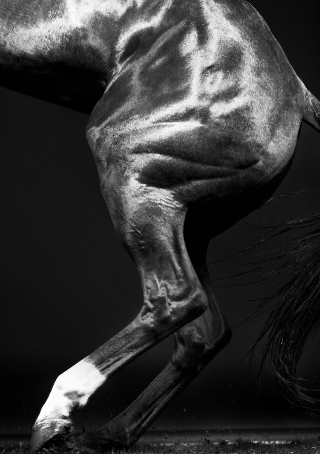 Rusa Beine I – Schwarz-Weißes Pferdeporträt in limitierter Auflage 2015 (Zeitgenössisch), Photograph, von Juan Lamarca