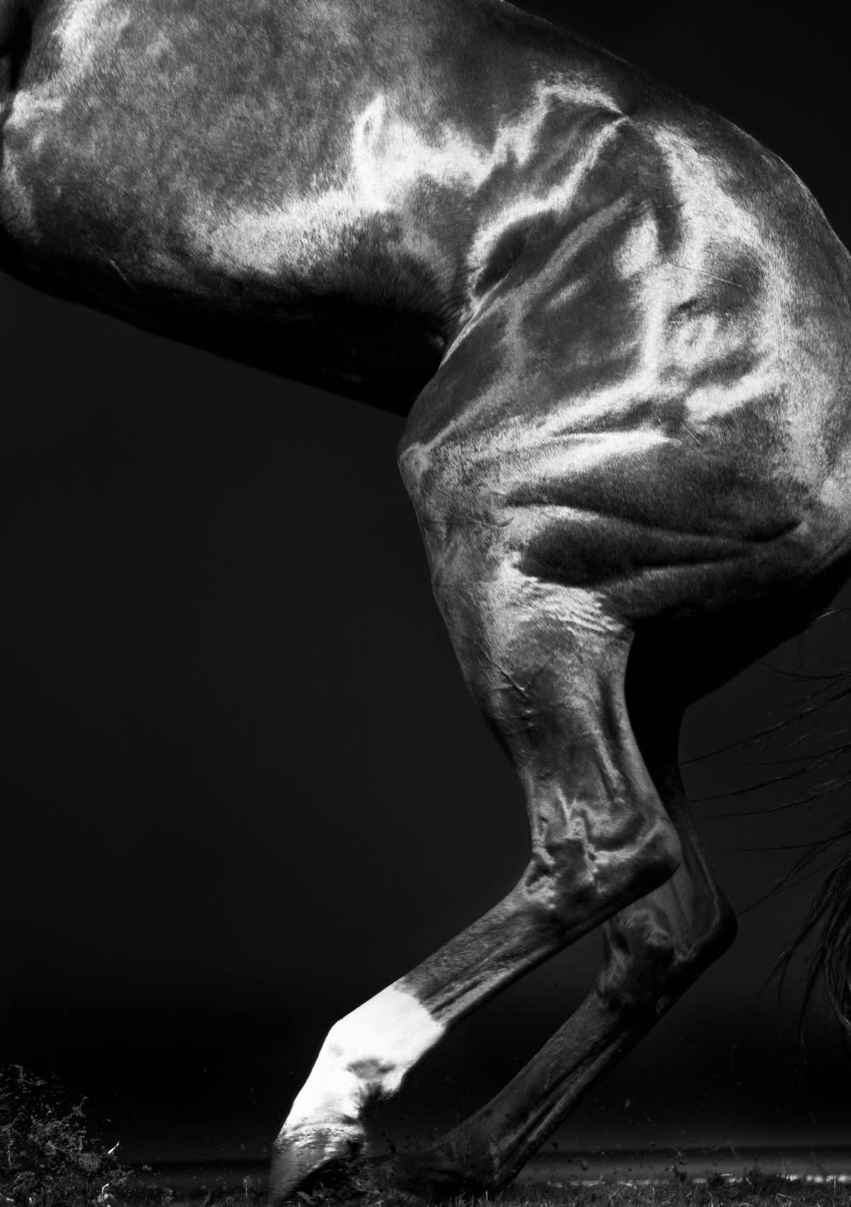 Rusa Beine I – Schwarz-Weißes Pferdeporträt in limitierter Auflage 2015 im Angebot 1