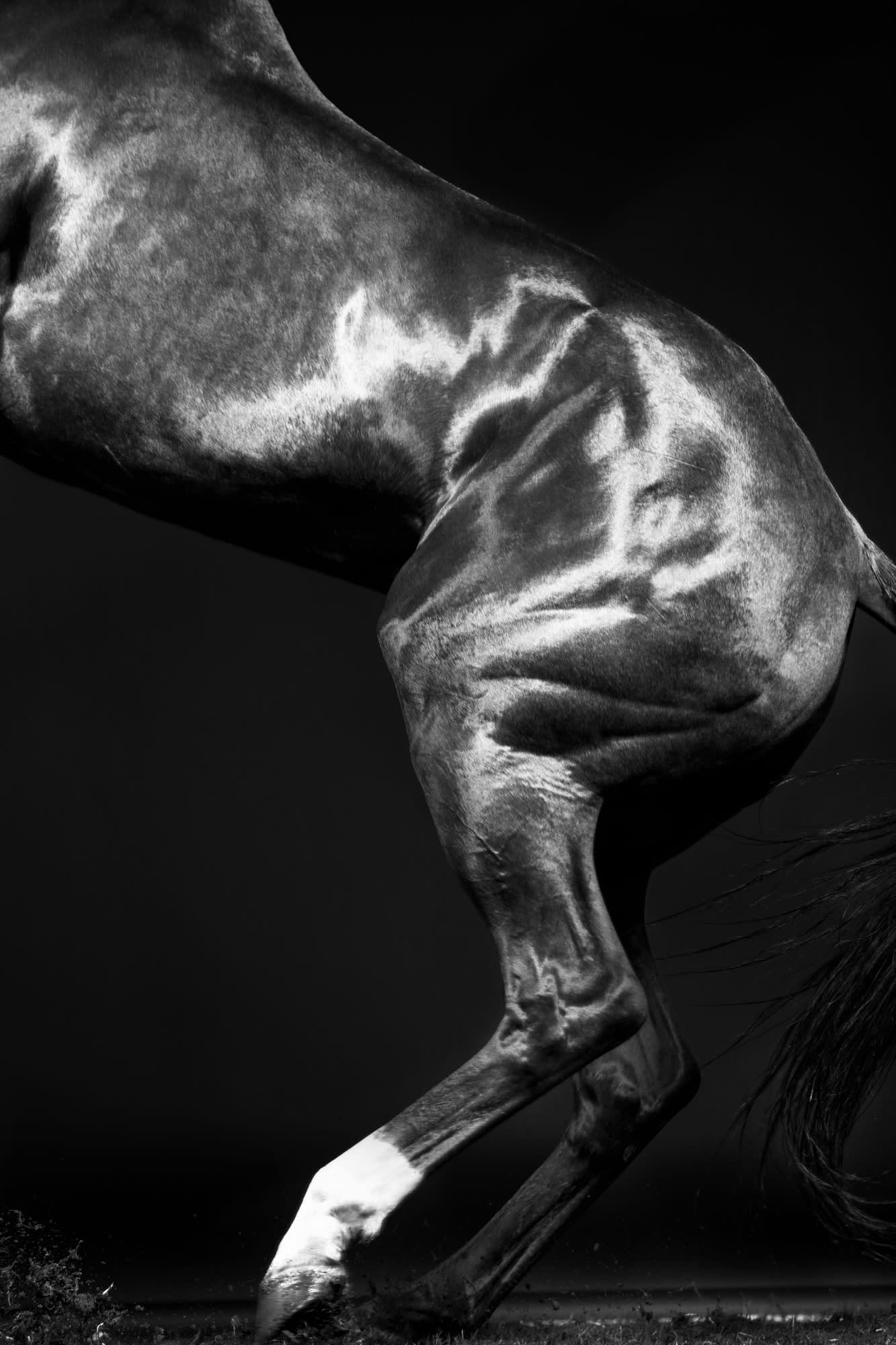 Rusa Beine I – Schwarz-Weißes Pferdeporträt in limitierter Auflage 2015 – Photograph von Juan Lamarca