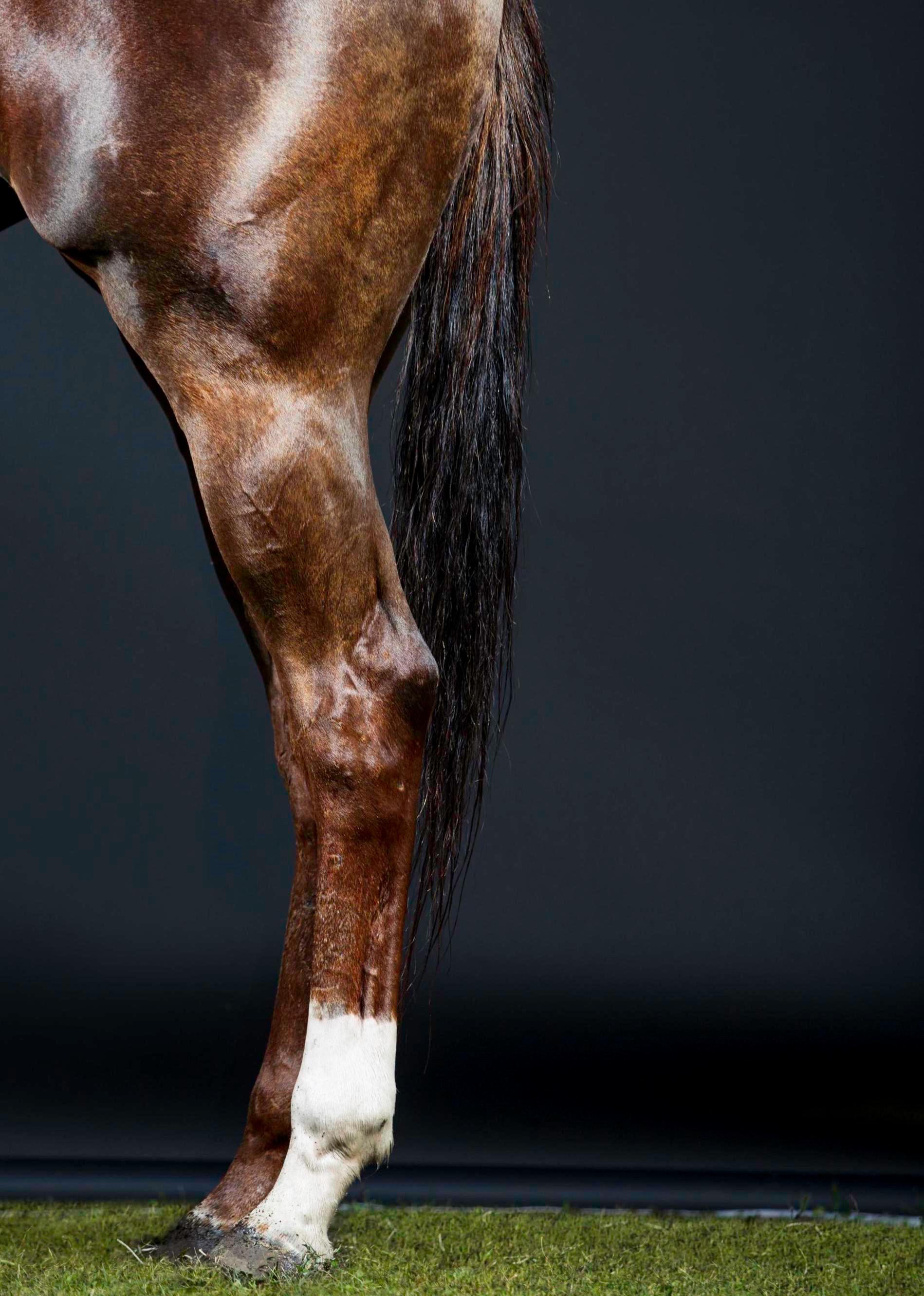 Rusa Beine II – Pferdeporträt in voller Farbe, limitierte Auflage, 2015 (Zeitgenössisch), Photograph, von Juan Lamarca