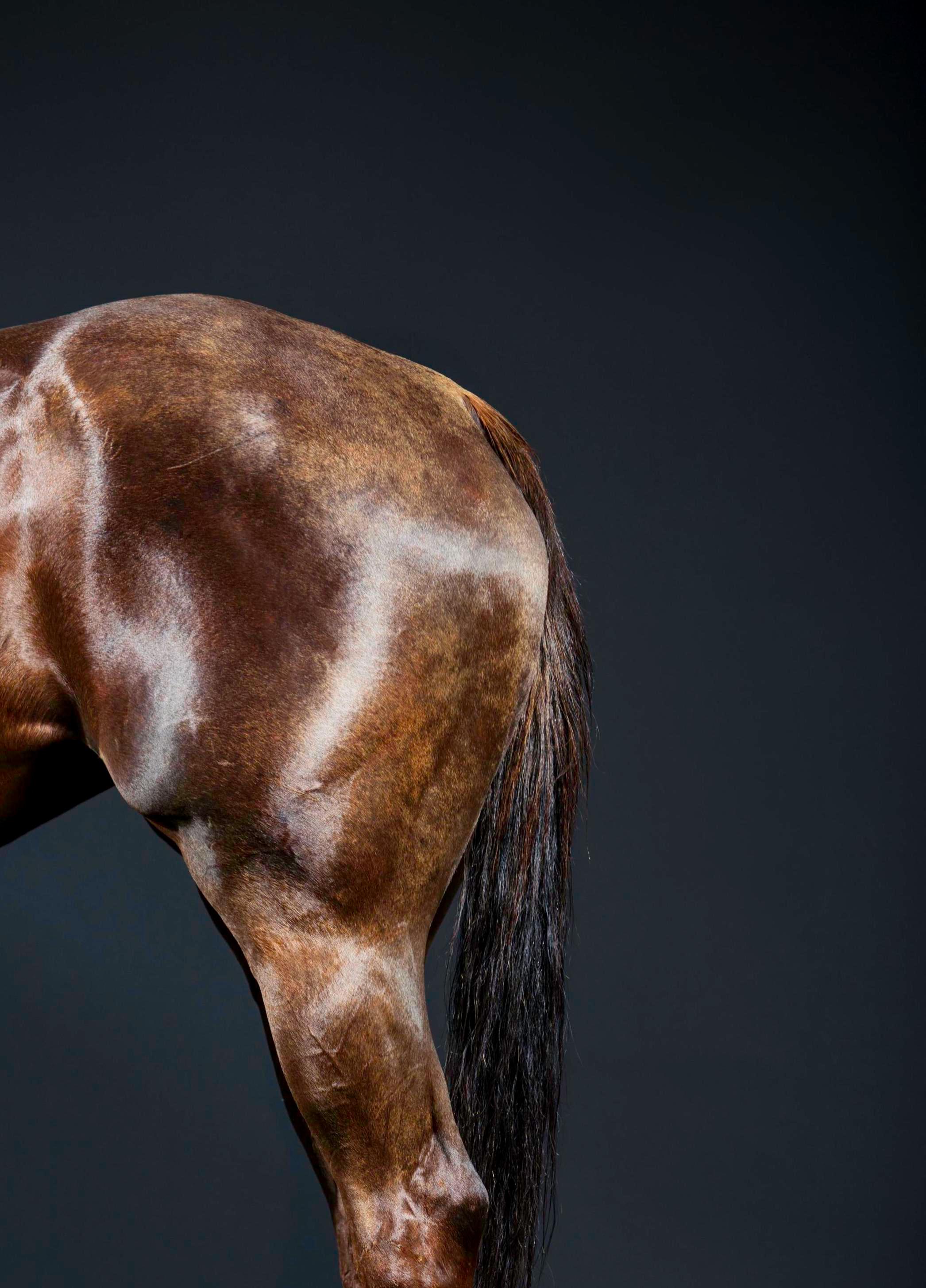Rusa Legs II, 2015 von Juan Lamarca
Hochwertiges archivfestes Baumwollpapier
Bildgröße: 60 x 40 Zoll
Ausgabe 3 von 8 plus 2 AP
Ungerahmt

Die Horse Series von Juan Lamarca ist eine abstrakte Sammlung von Fotografien, die Hochleistungspferde zeigen.