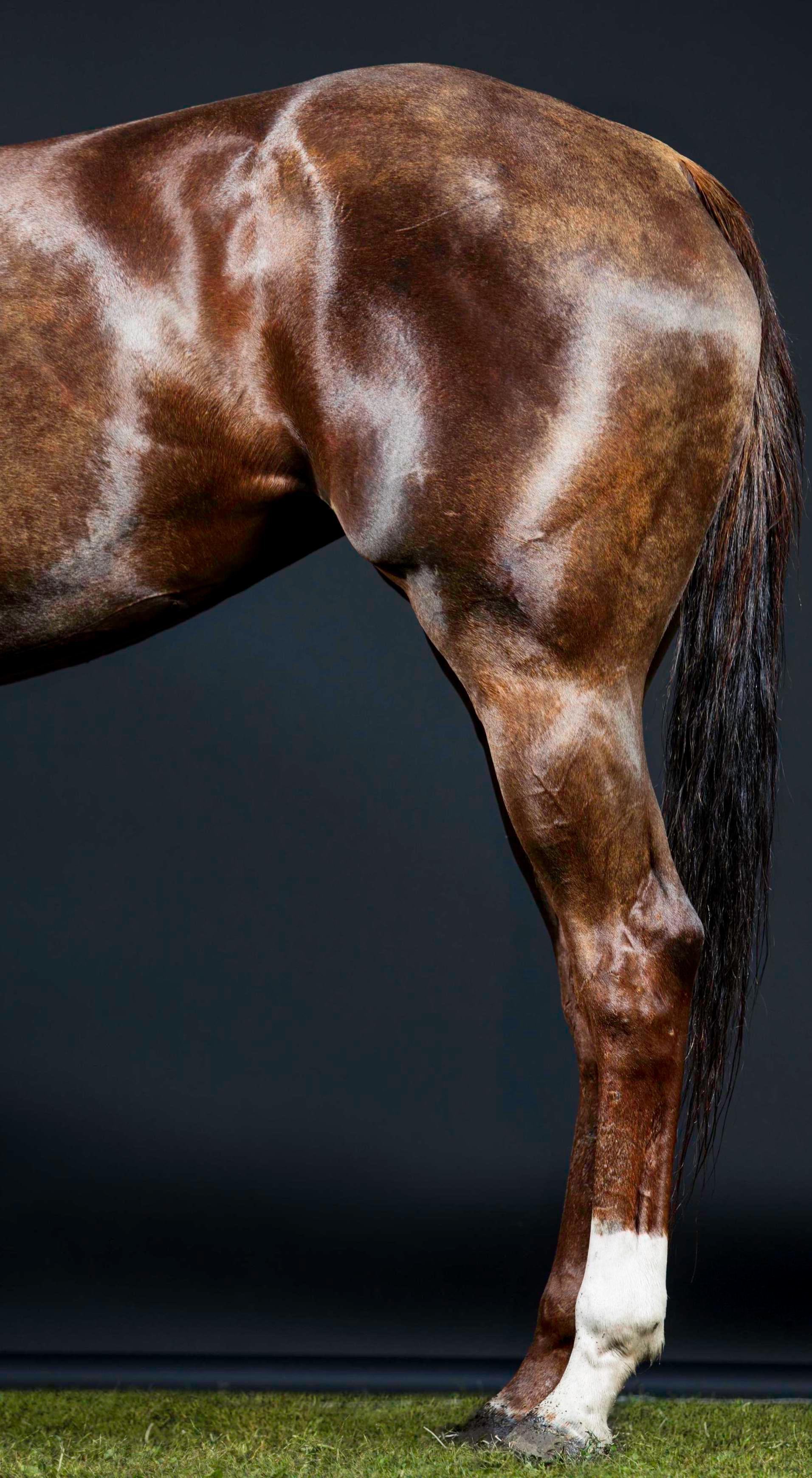 Rusa Beine II – Pferdeporträt in voller Farbe, limitierte Auflage, 2015 im Angebot 1