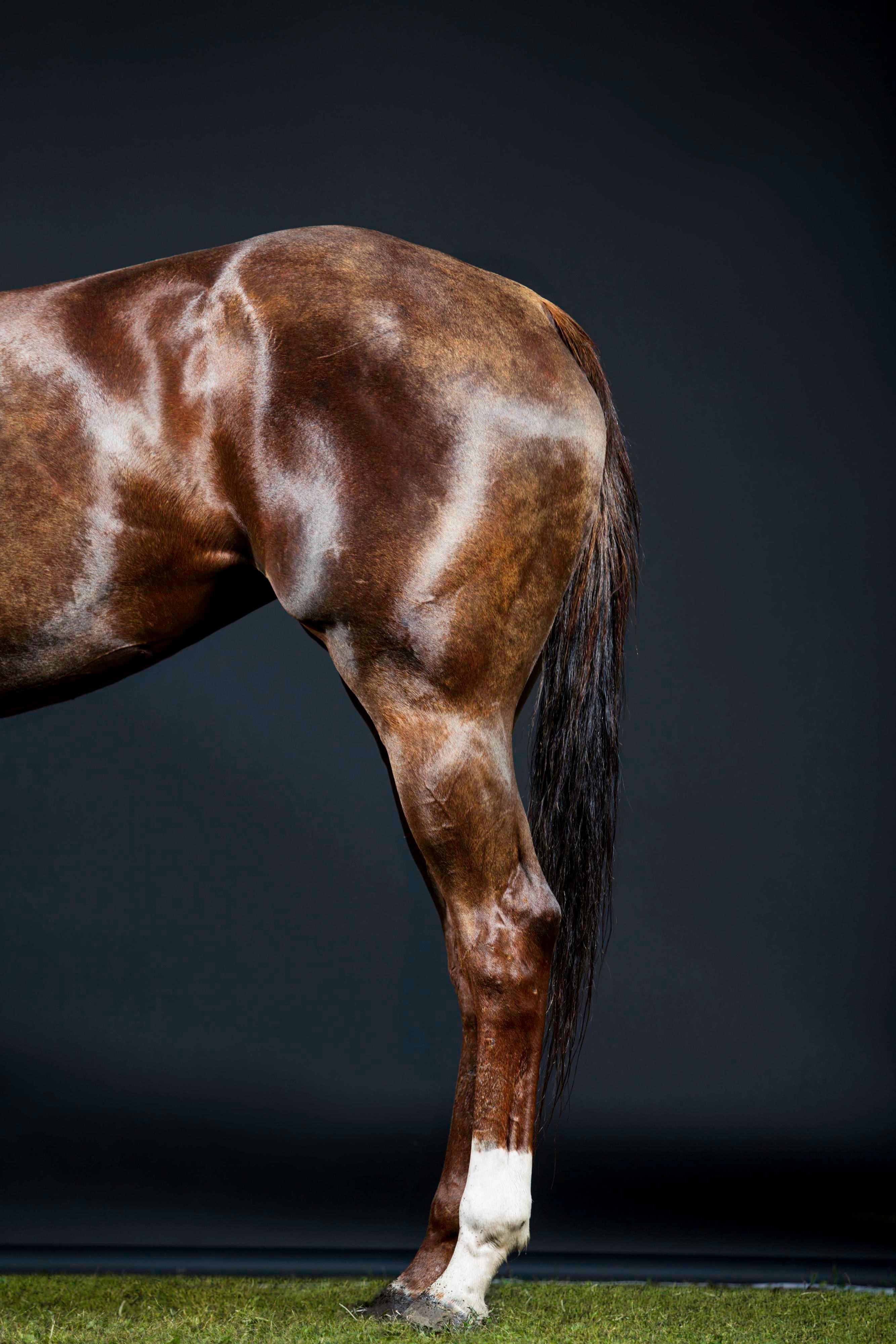 Rusa Beine II – Pferdeporträt in voller Farbe, limitierte Auflage, 2015 – Photograph von Juan Lamarca
