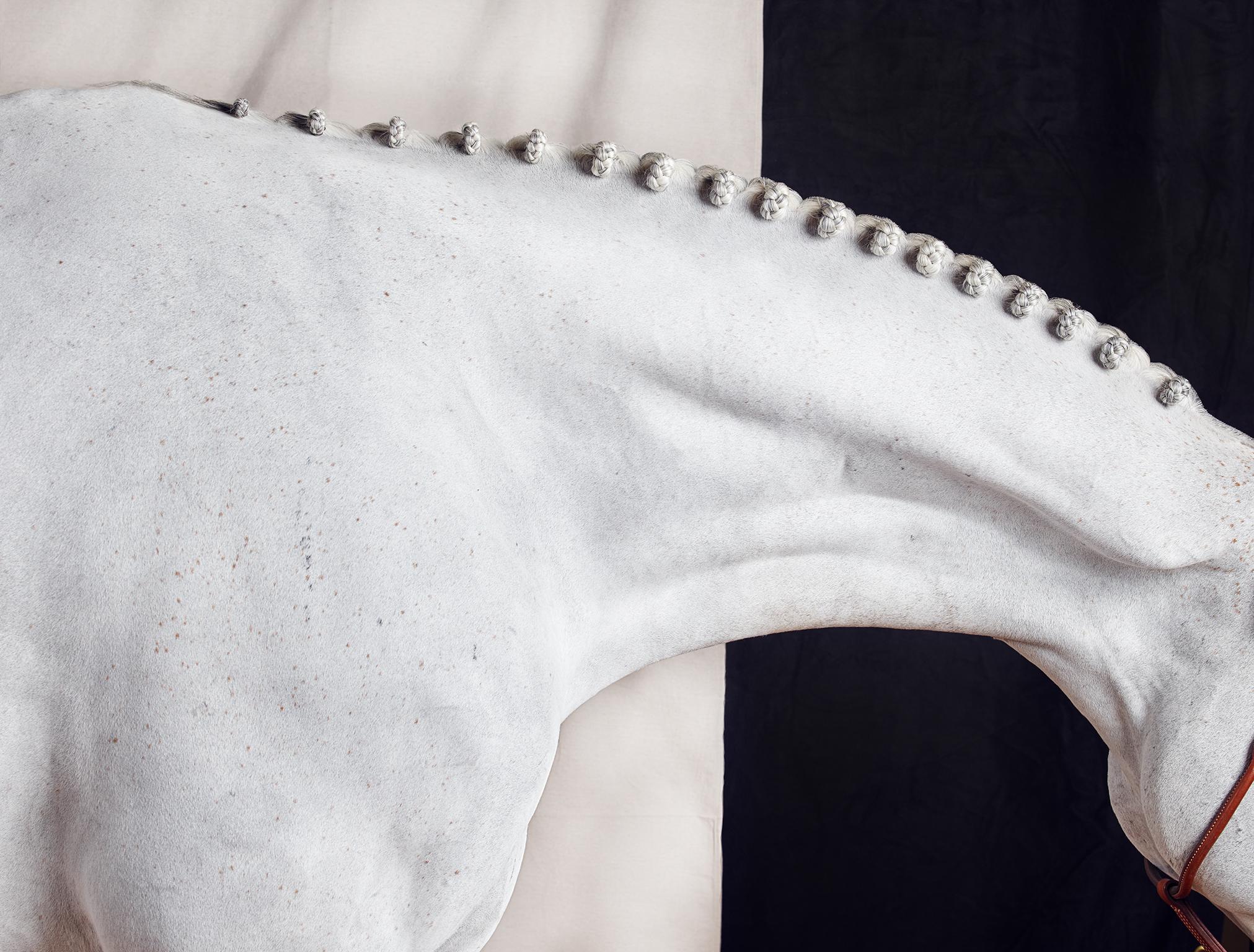 Titan Neck - Black and White Limited Edition Horse Portrait 2015 - Photograph by Juan Lamarca