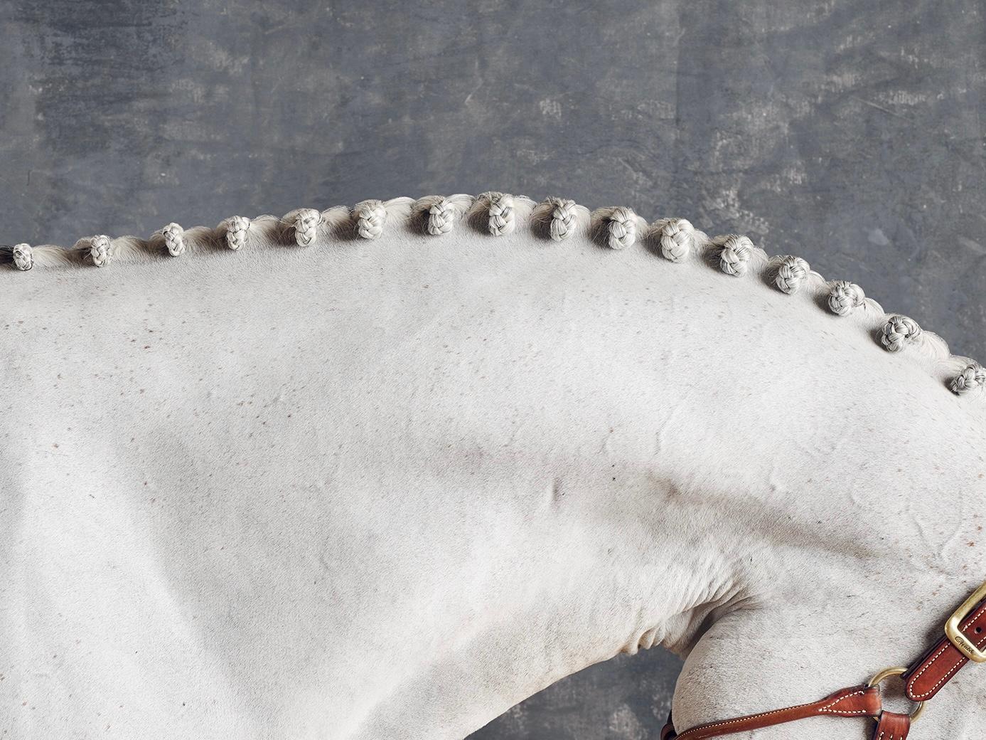 Titanhalsausschnitt II – Vollfarbiges Pferdeporträt in limitierter Auflage 2015 (Zeitgenössisch), Photograph, von Juan Lamarca