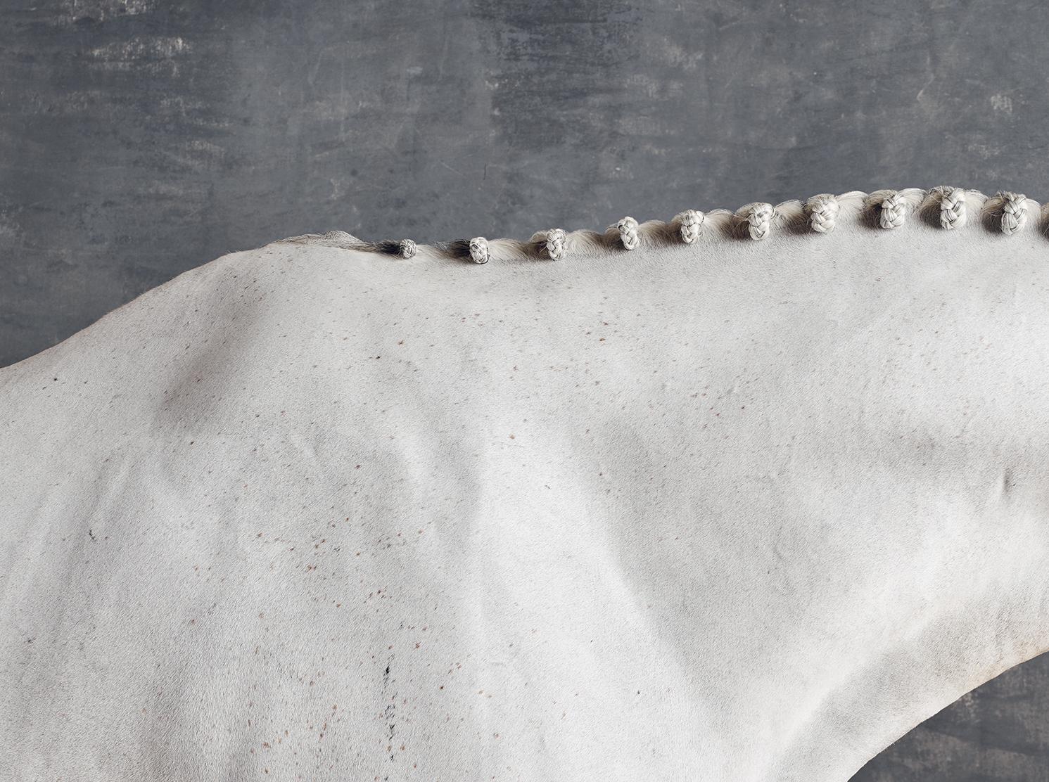 Titanhalsausschnitt II – Vollfarbiges Pferdeporträt in limitierter Auflage 2015 (Grau), Abstract Photograph, von Juan Lamarca