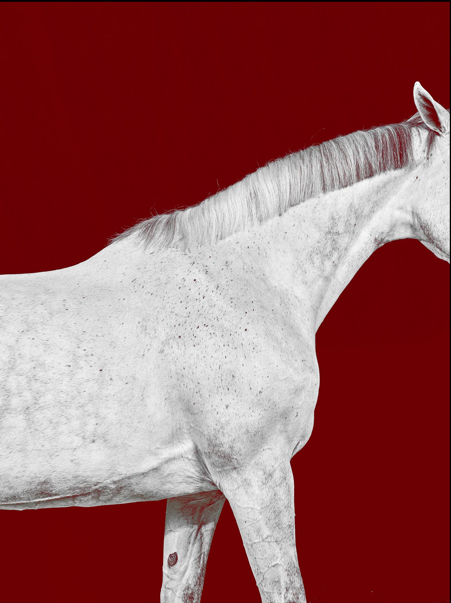 Tixie on Red III - Portrait de cheval en couleur en édition limitée, 2016 - Photograph de Juan Lamarca