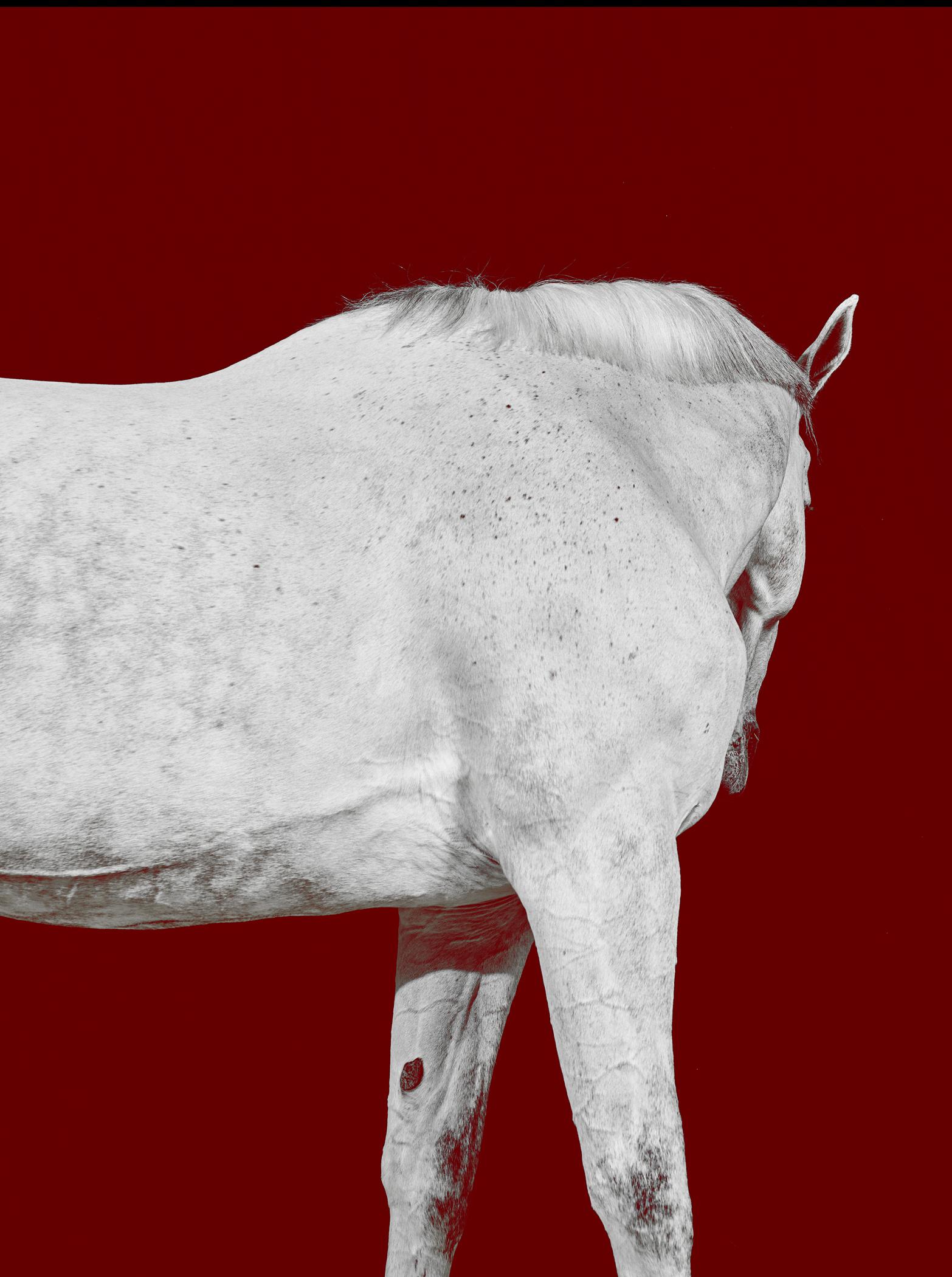 Tixie on Red III - Portrait de cheval en couleur en édition limitée, 2016 - Contemporain Photograph par Juan Lamarca