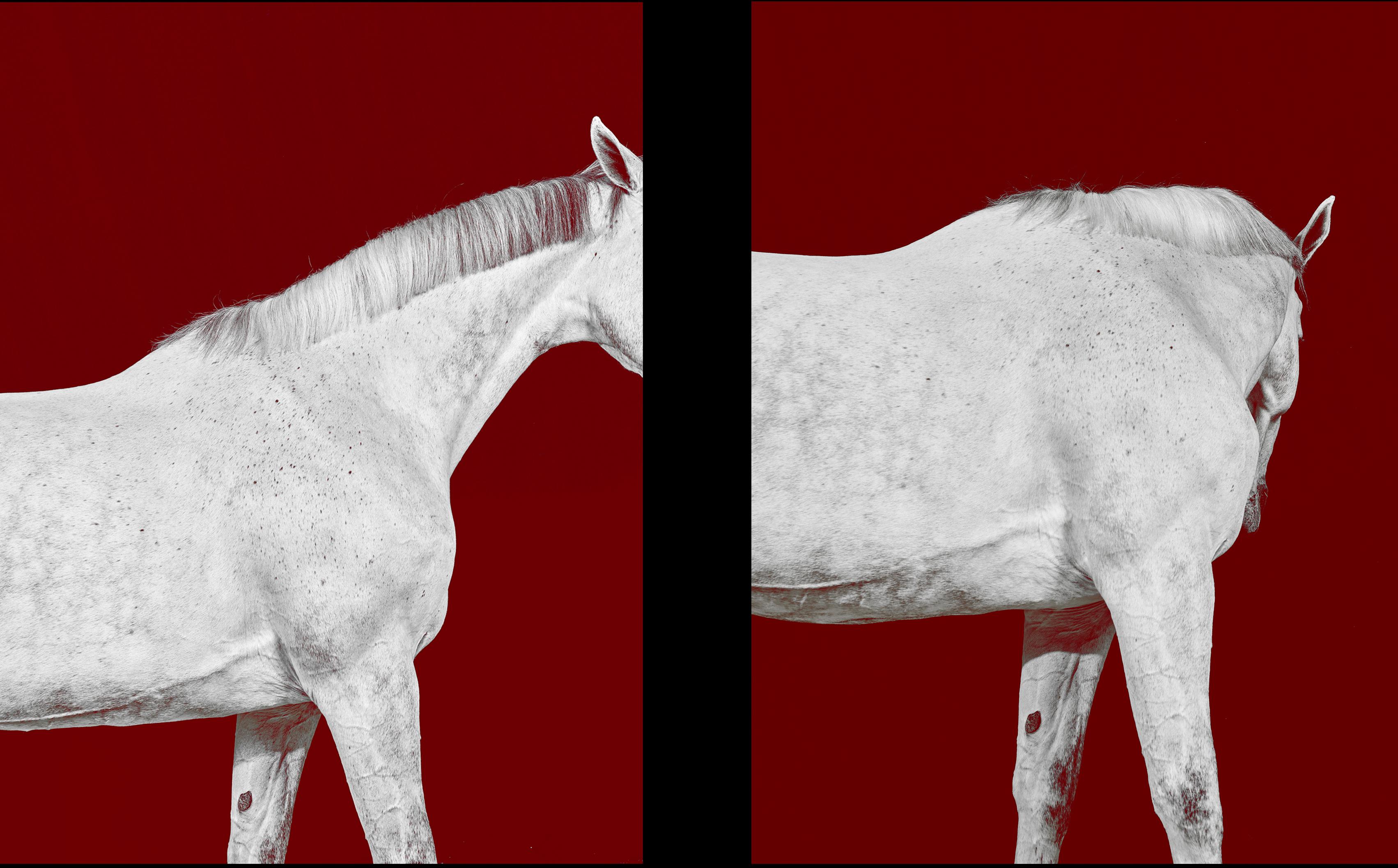 Tixie on Red III - Portrait de cheval en couleur en édition limitée, 2016 - Noir Abstract Photograph par Juan Lamarca