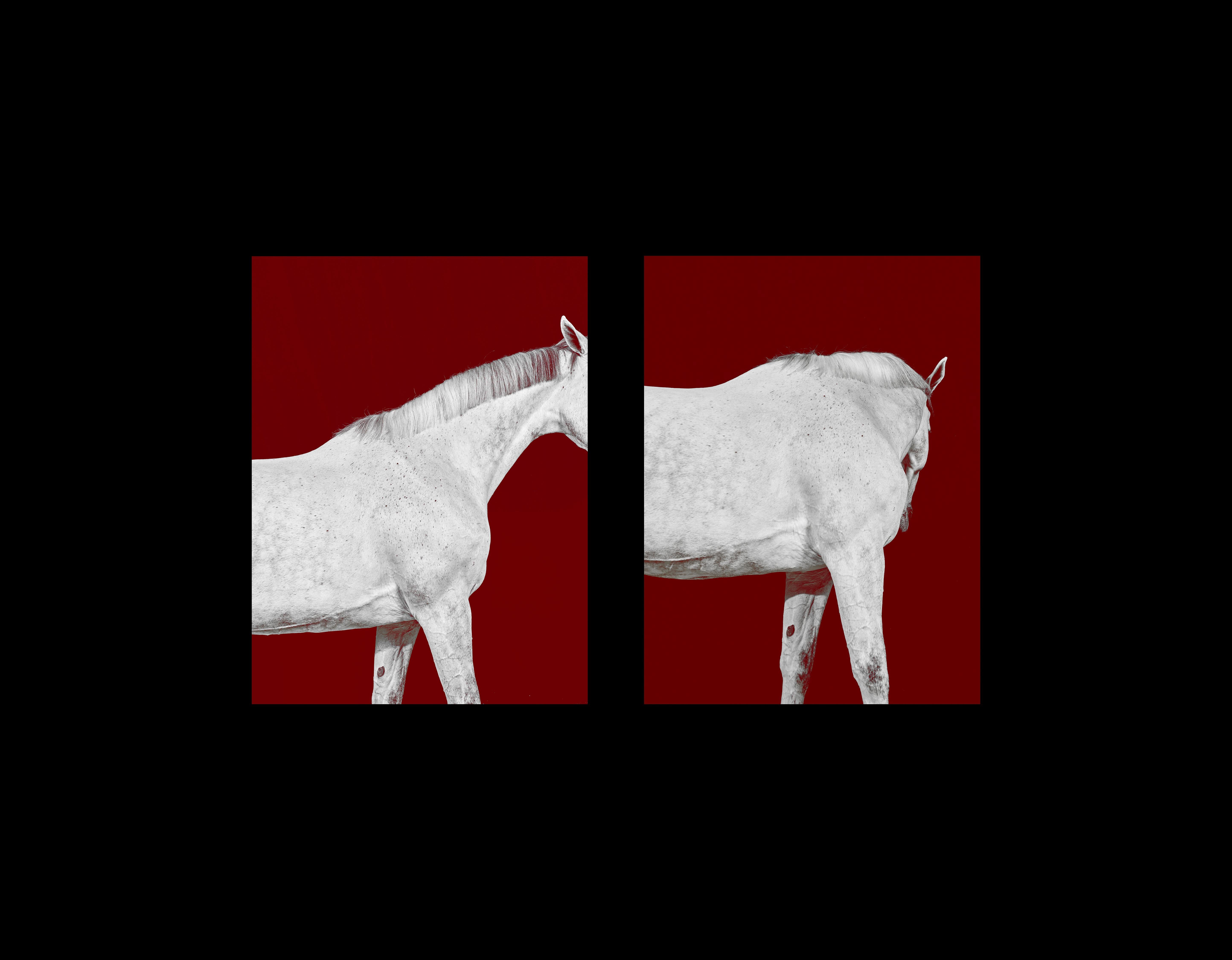 Juan Lamarca Abstract Photograph - Tixie on Red III - Full Color Limited Edition Horse Portrait 2016