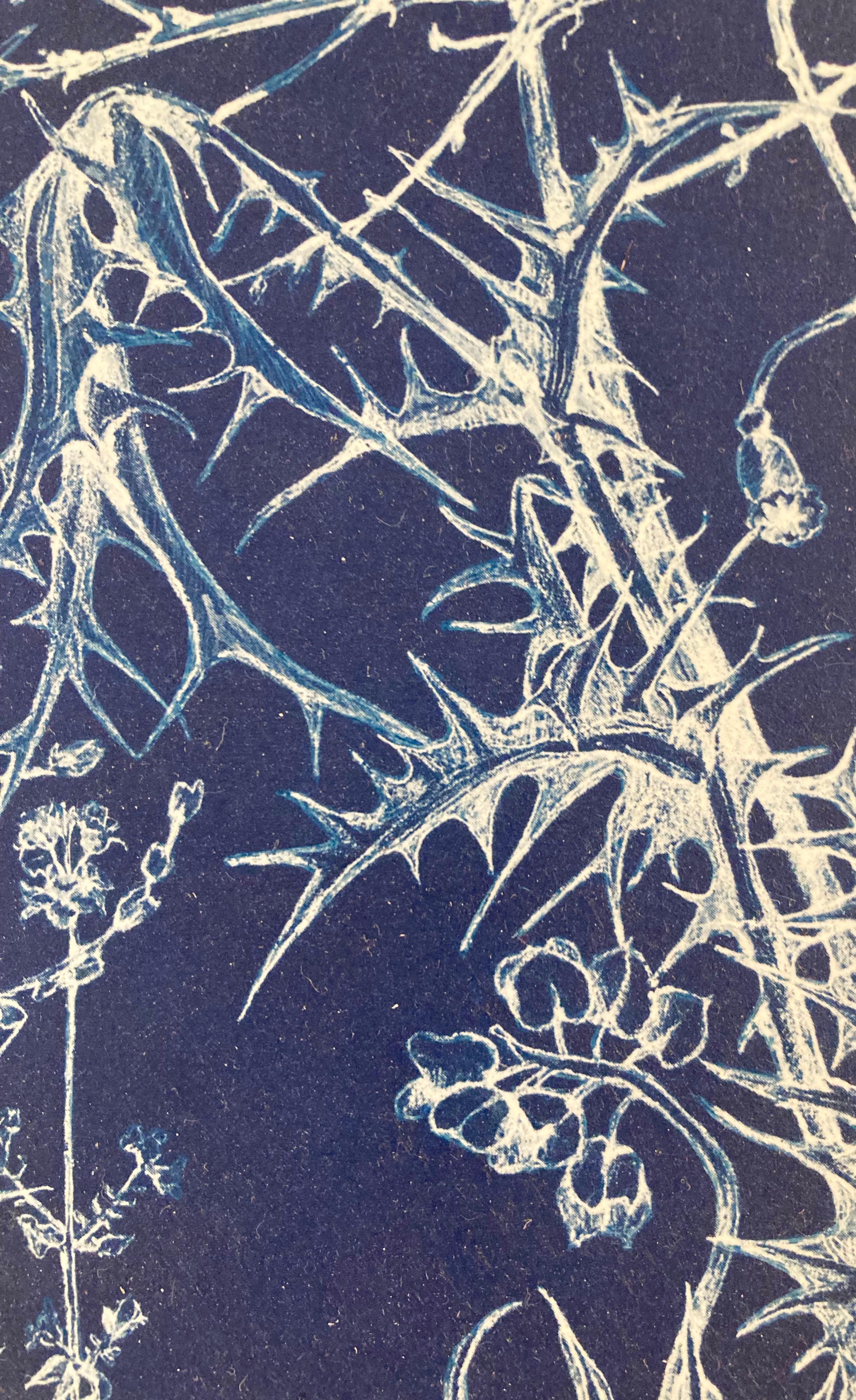 „Mapping the Walk“ Fotograhic Flower Study Realistische und abstrakte Blumenstudie in Blau/Weiß (Realismus), Photograph, von Judith Allen-Efstathiou