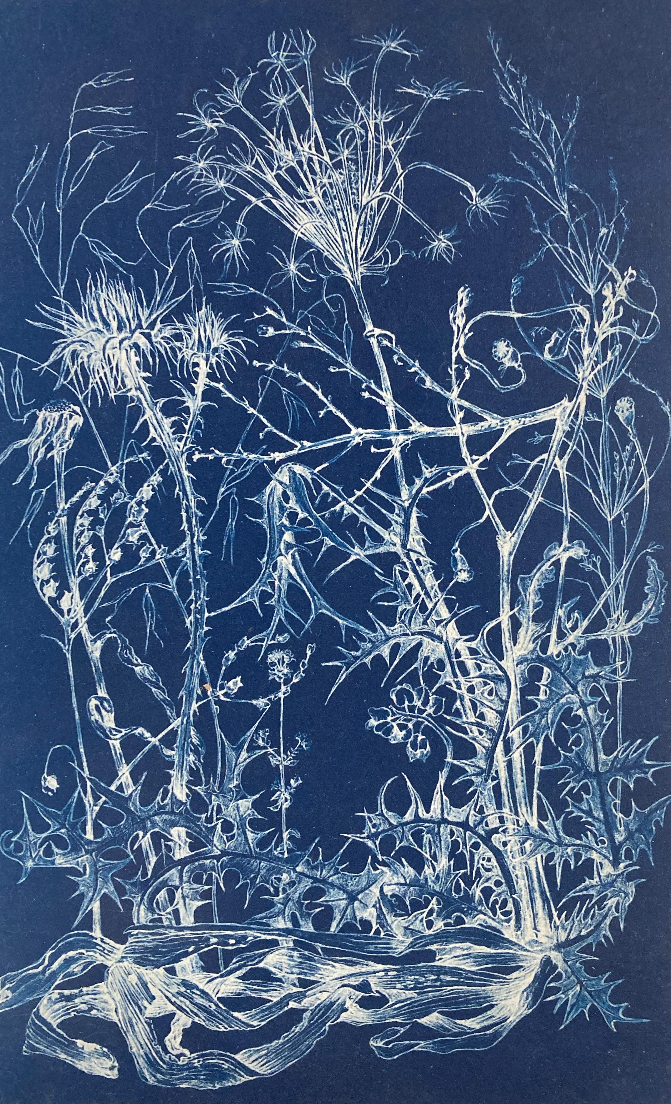 Landscape Photograph Judith Allen-Efstathiou - Étude de fleur photographique réaliste et abstraite en bleu/blanc « Mapping the Walk »