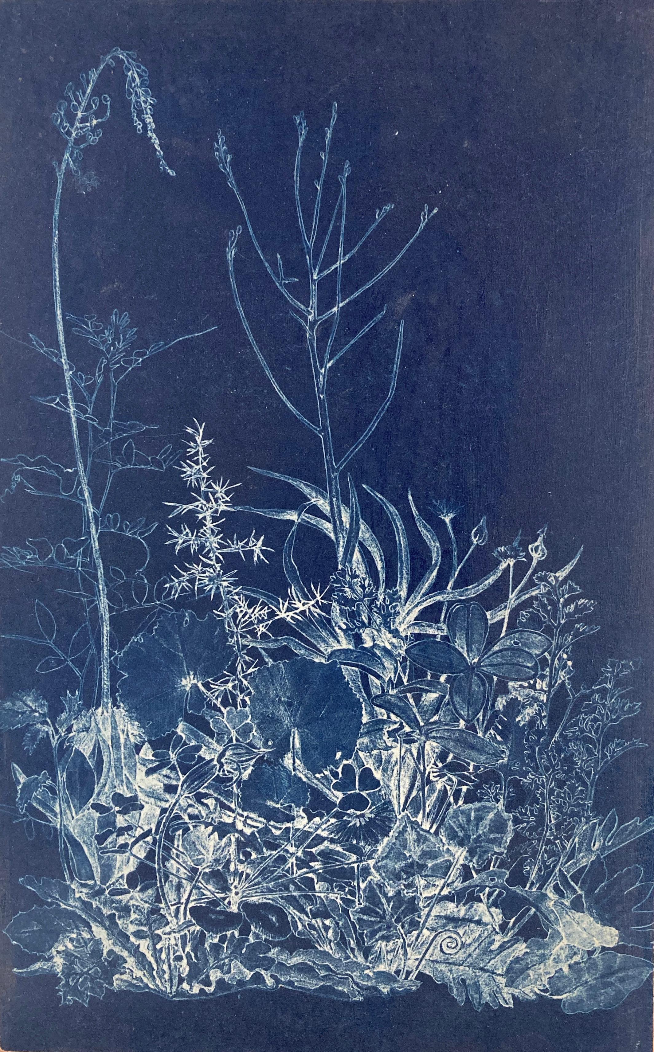 Judith Allen-Efstathiou Landscape Print – „Mapping the Walk“ Fotograhic Flower Study Realistische und abstrakte Blumenstudie in Blau/Weiß