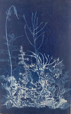 'Mapping the Walk' Photograhic Flower Study Realistic and Abstract in Blue/White