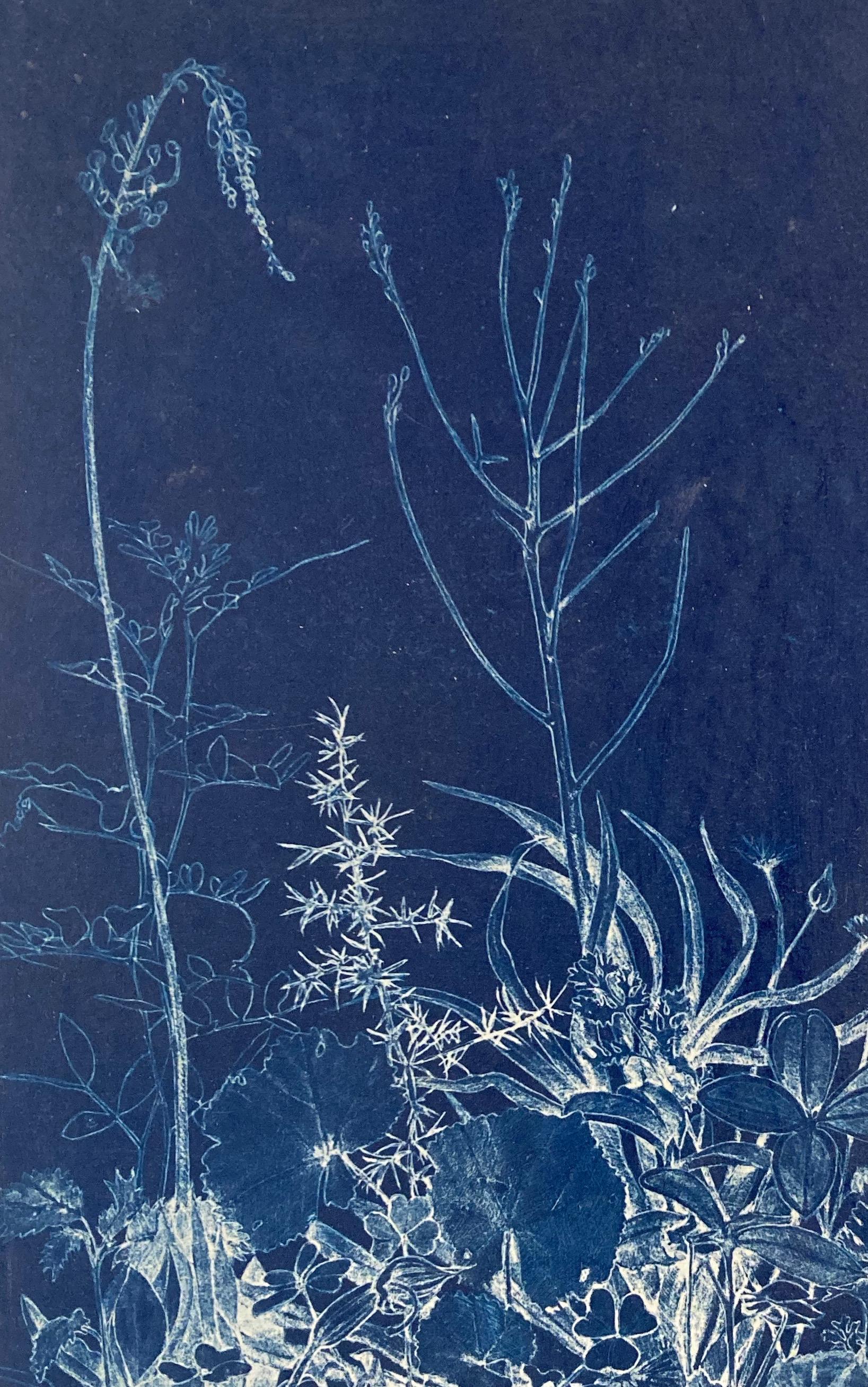 „Trace 5, Abschnitt 1“   Fotografische/abstrakte Fotografie-Blumenstudie in Blau / Weiß (Realismus), Photograph, von Judith Allen-Efstathiou