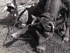 Vintage Ökrök (Oxen), black and white photograph of harnessed oxen 
