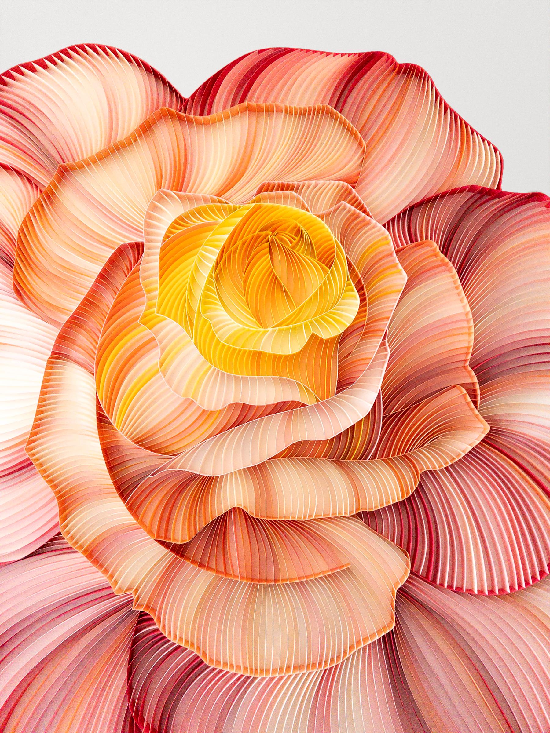A ROSE IS A ROSE IS A ROSE - Paper Rose Wall Sculpture - Orange Still-Life Sculpture by Judith + Rolfe