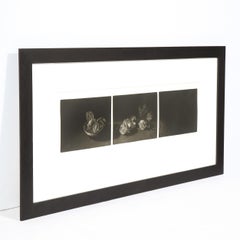 Chinesische Laternen von Judith Rothchild