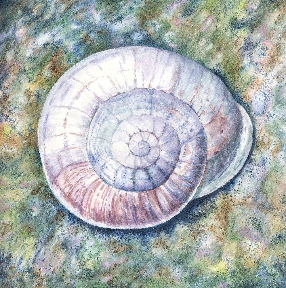 Peinture originale d'animal escargot sur papier, 2018