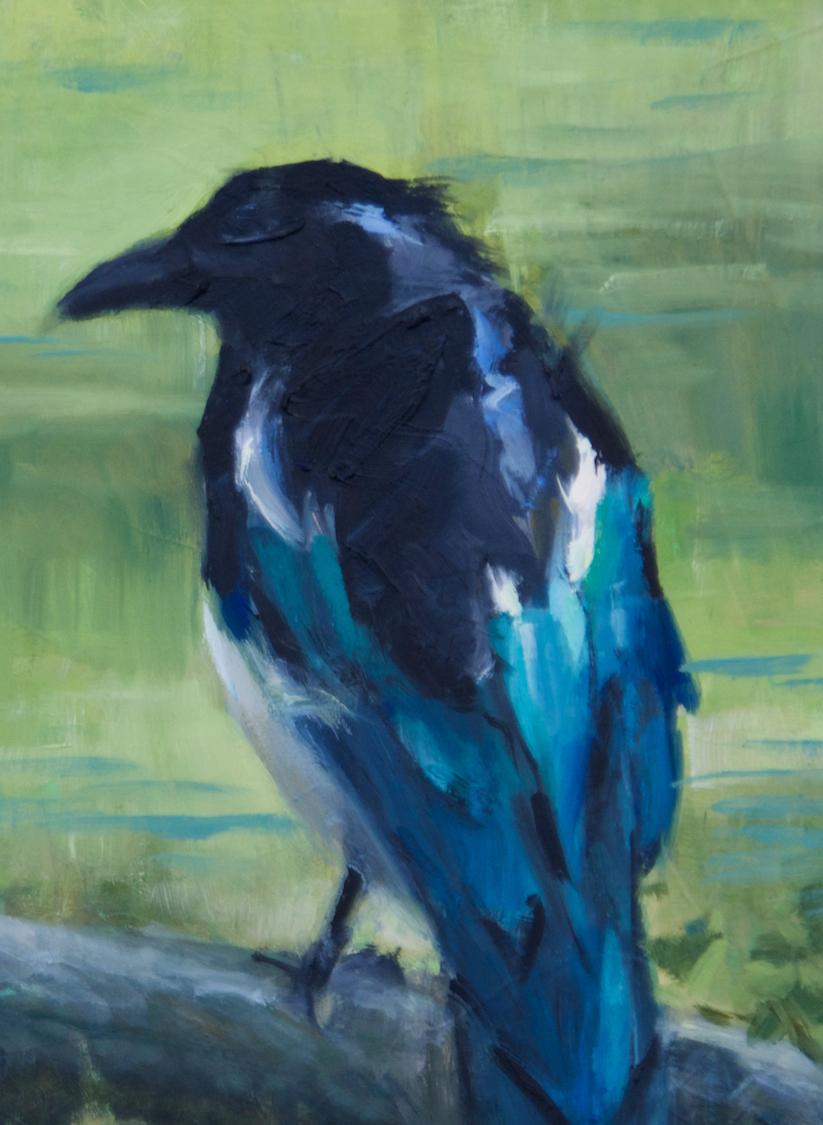 magpie bird texas