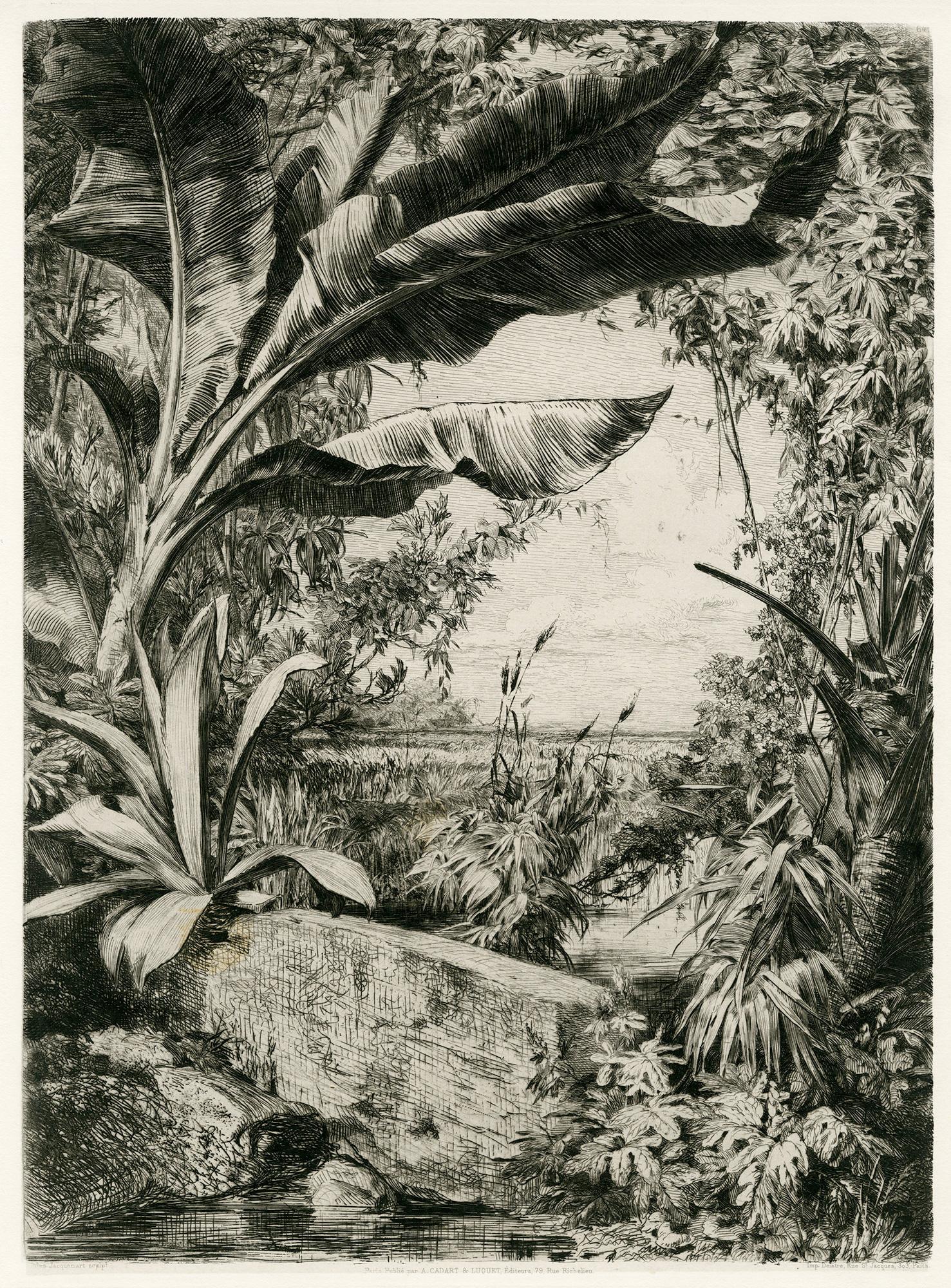 Jules-Ferdinand Jacquemart Figurative Print - Plantes tropicales [Tropical Plants]